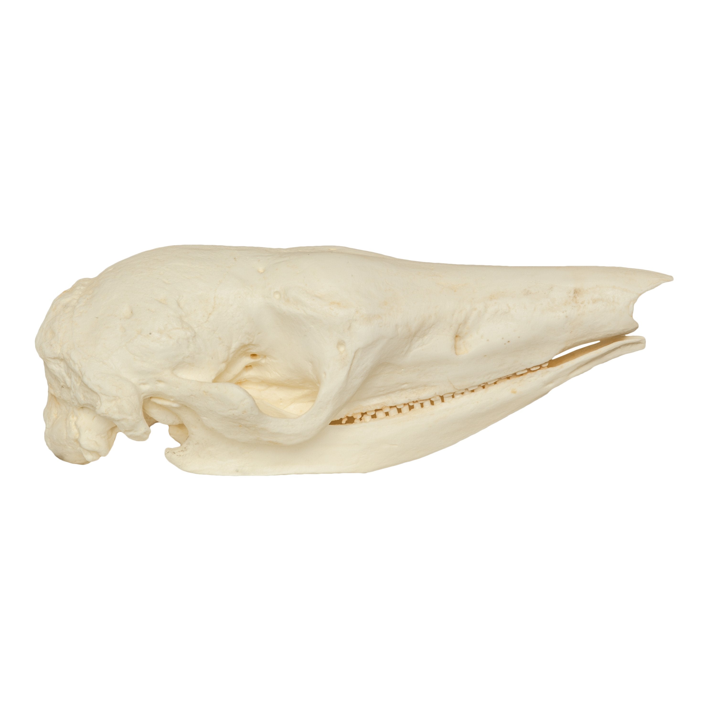 Authentic Replica Giant Armadillo Skull - Lifelike Animal Skull Model for Home Decor, Halloween Props, Educational Display & Paleontology Enthusiasts