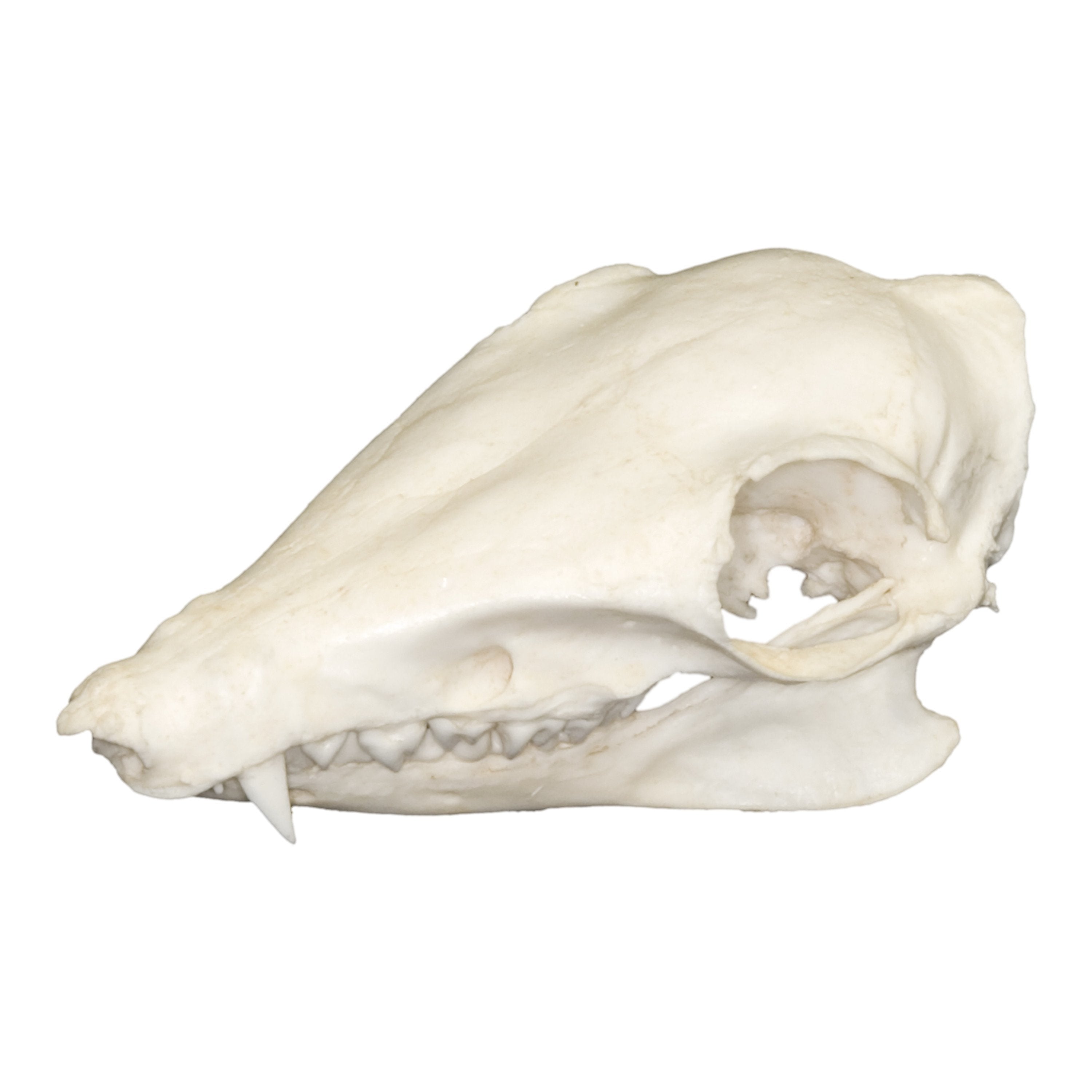 Replica Golden-Rumped Elephant Shrew Skull - Lifelike Animal Skull Model for Science Education, Home Decor & Halloween Props