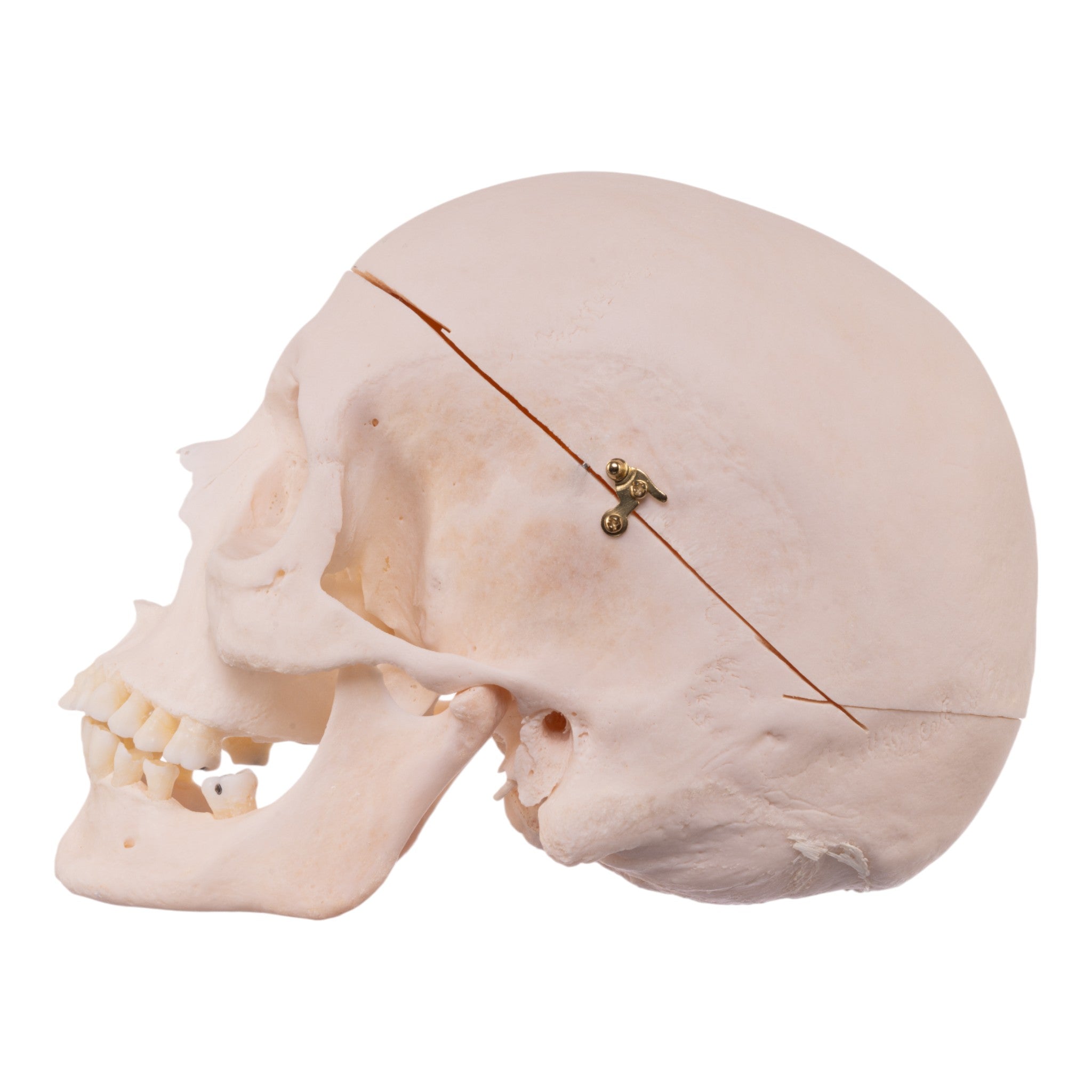 Premium Anatomical Human Skull Model - Realistic Medical & Educational Tool for Students, Doctors & Halloween Decor