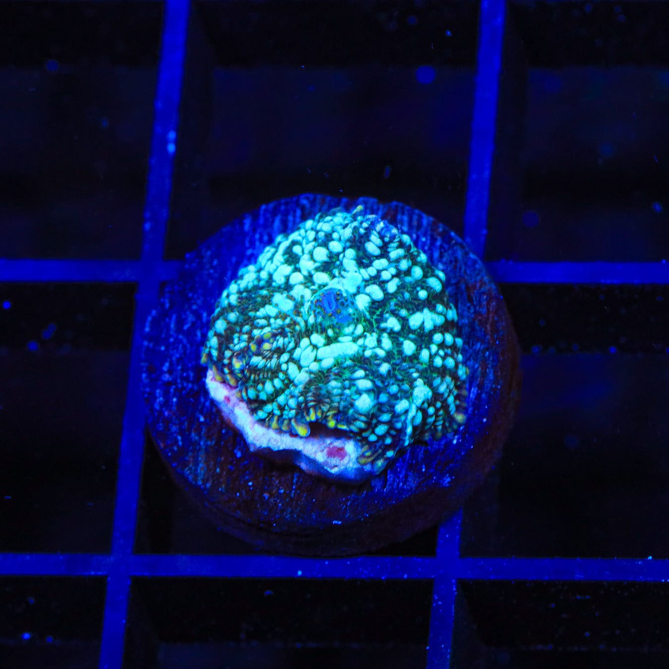 Firefly Mushroom Coral - Glow in The Dark Aquarium Decor for Saltwater & Reef Tanks | Unique Fluorescent Coral for Marine Fish Tank & Home Décor