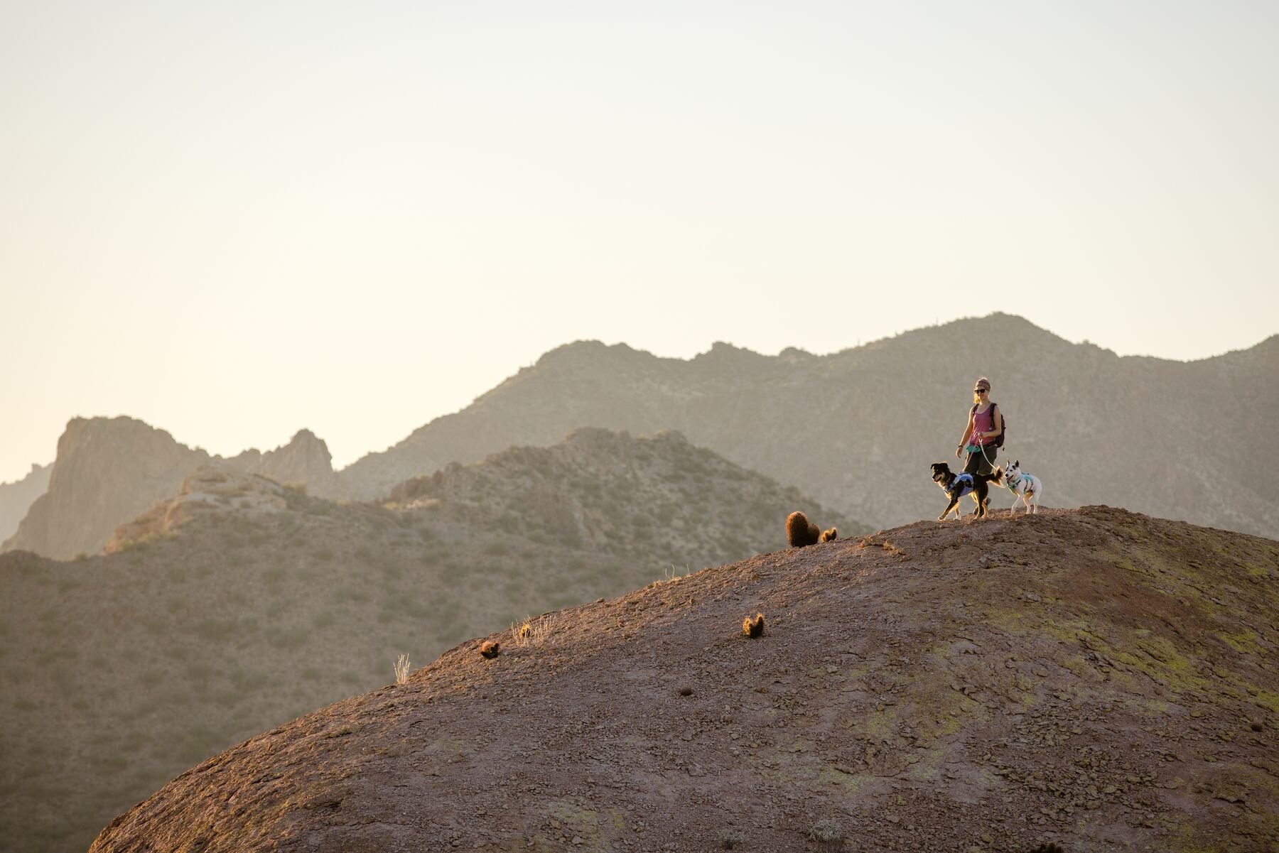 Ruffwear Hi & Light® Ultralight Dog Harness in Phosphorescent Yellow (Lichen Green) - Perfect for Hiking, Running & Outdoor Adventures with Your Pet