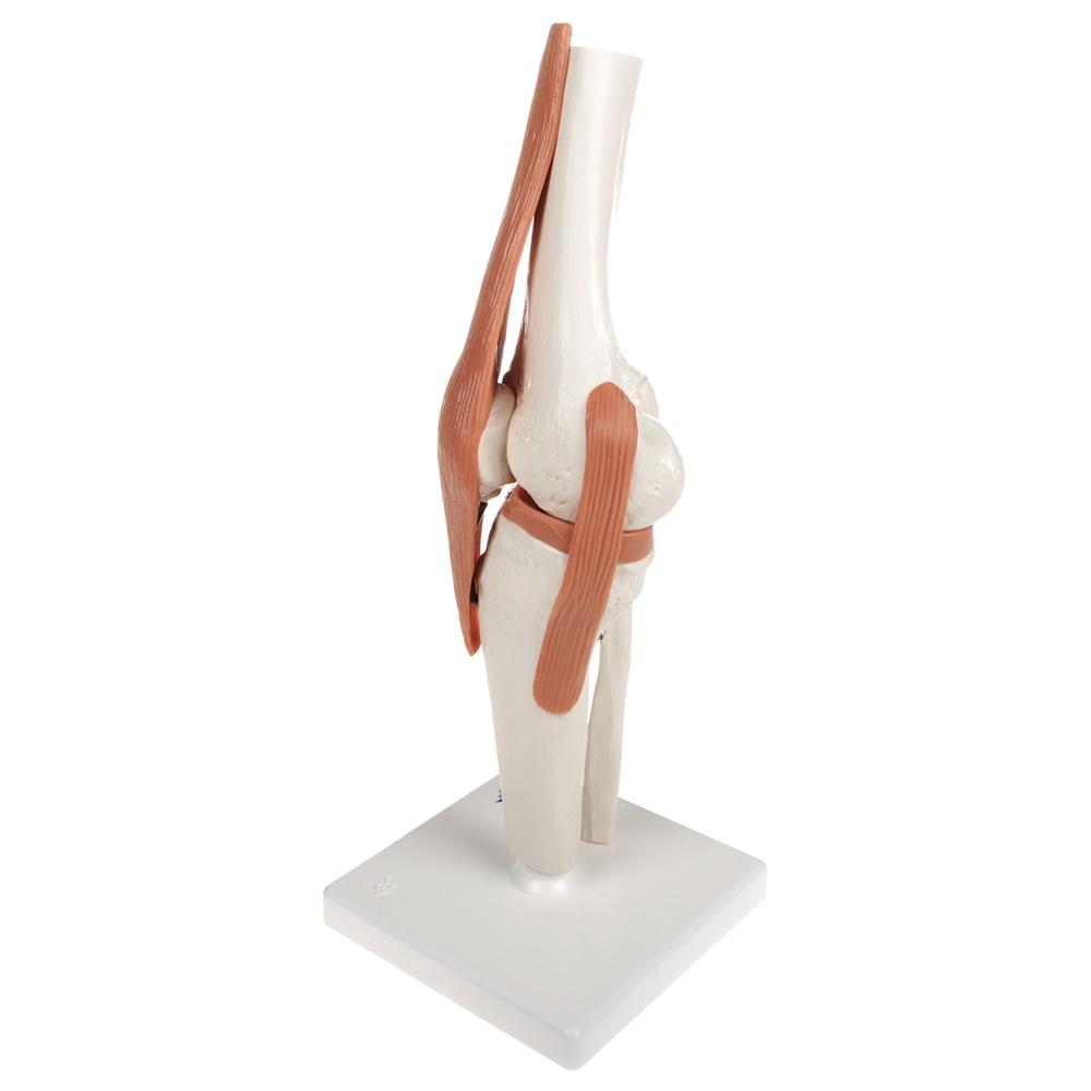 Functional Knee Joint Model - Anatomical Medical Teaching Aid for Students & Professionals | Ideal for Classroom, Lab & Home Study