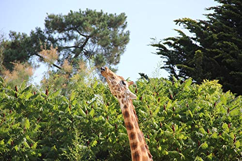 20x30 Inch Laminated Giraffe Poster - Vibrant Zoo Animal Wall Art for Home & Office Decor - Perfect for Living Room, Nursery, or Classroom