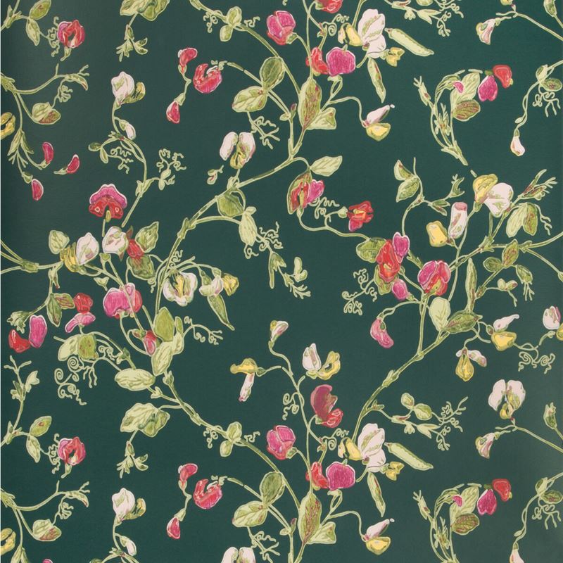 Cole & Son Sweet Pea Cerise Magen Vrdn Print Wallpaper - Vintage Floral Wall Covering for Living Room, Bedroom & Home Decor