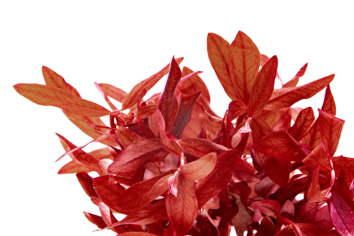 Ammania Gracilis Tissue Culture Live Aquarium Plant - Perfect for Freshwater Fish Tanks, Aquascaping & Planted Aquariums