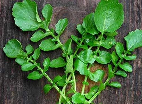 Creasy Greens Southern Seeds (200 Count) - Heirloom, Non-GMO, Easy to Grow | Perfect for Salads, Soups, and Southern Cooking