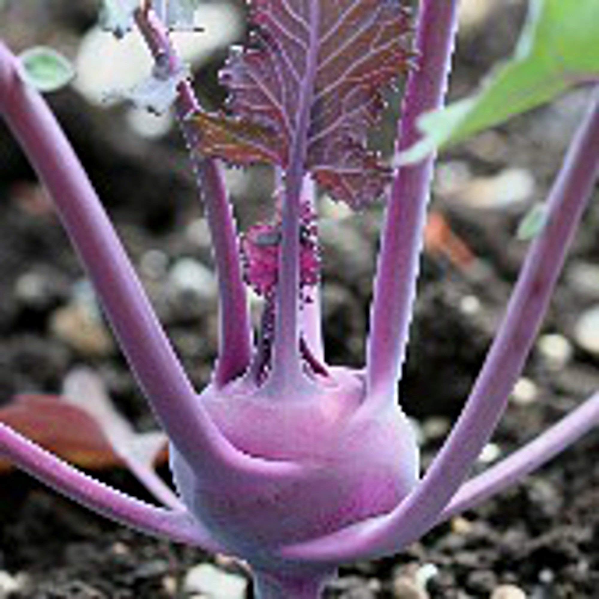 Kolibri Kohlrabi Seeds - 25+ Heirloom, Non-GMO Vegetable Seeds for Home Gardening | Perfect for Organic Gardens, Urban Farming & Fresh Salads