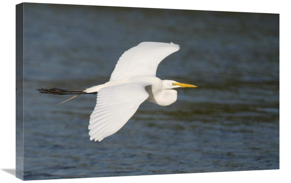 Great Egret Flying Canvas Art Print - Fort Myers Beach Florida Landscape Wall Decor - 30x20 Inches - Perfect for Living Room, Bedroom & Office