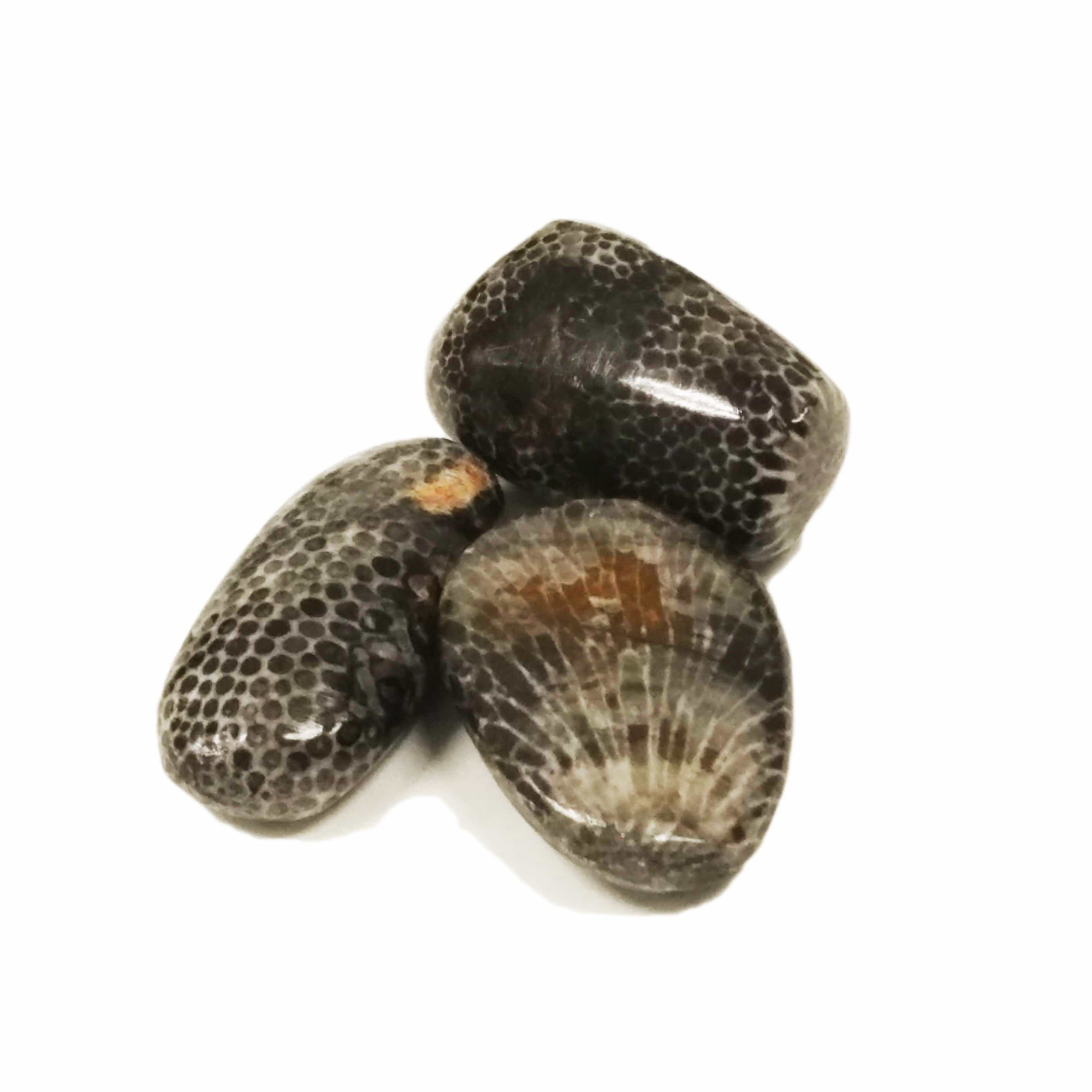 Bryozoan Stone for Emotional Grounding & Stress Relief - Natural Crystal for Anxiety, Meditation & Spiritual Healing - Perfect for Yoga, Reiki & Mindfulness Practices