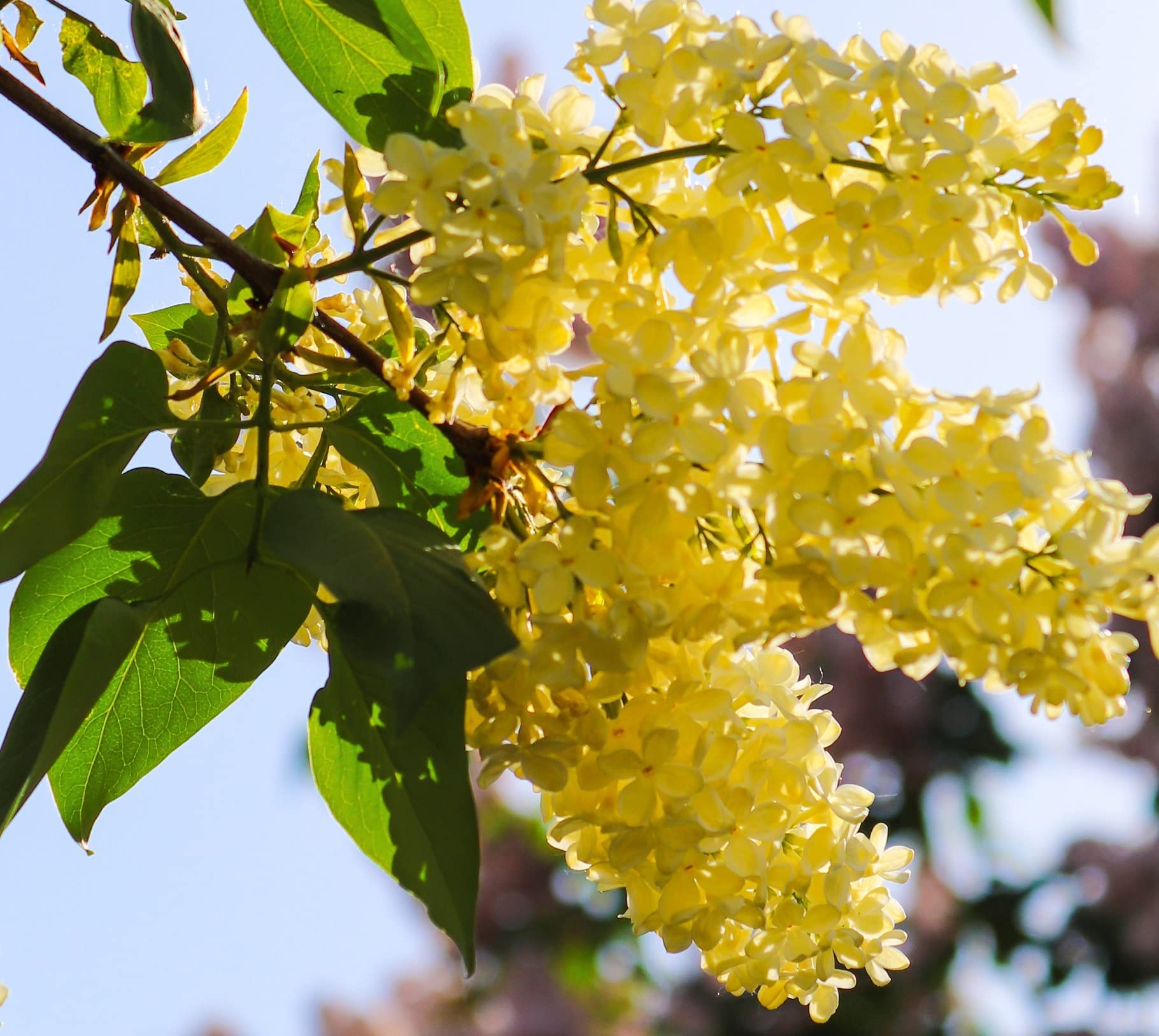 50 Yellow Lilac Seeds for Planting - Fragrant White Flowers, Perfect for Bonsai, Landscaping & Garden Decor | Grow Beautiful Ornamental Trees for Home, Yard or Patio