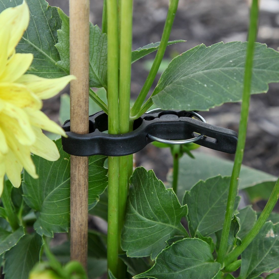 Home-X Gentle Gardening Plant & Flower Lever Loop Gripper Clips - 10 Pack Reusable Plant Support Clips for Stems, Stalks & Vines - Black - Perfect for Indoor Plants, Greenhouses & Vertical Gardens