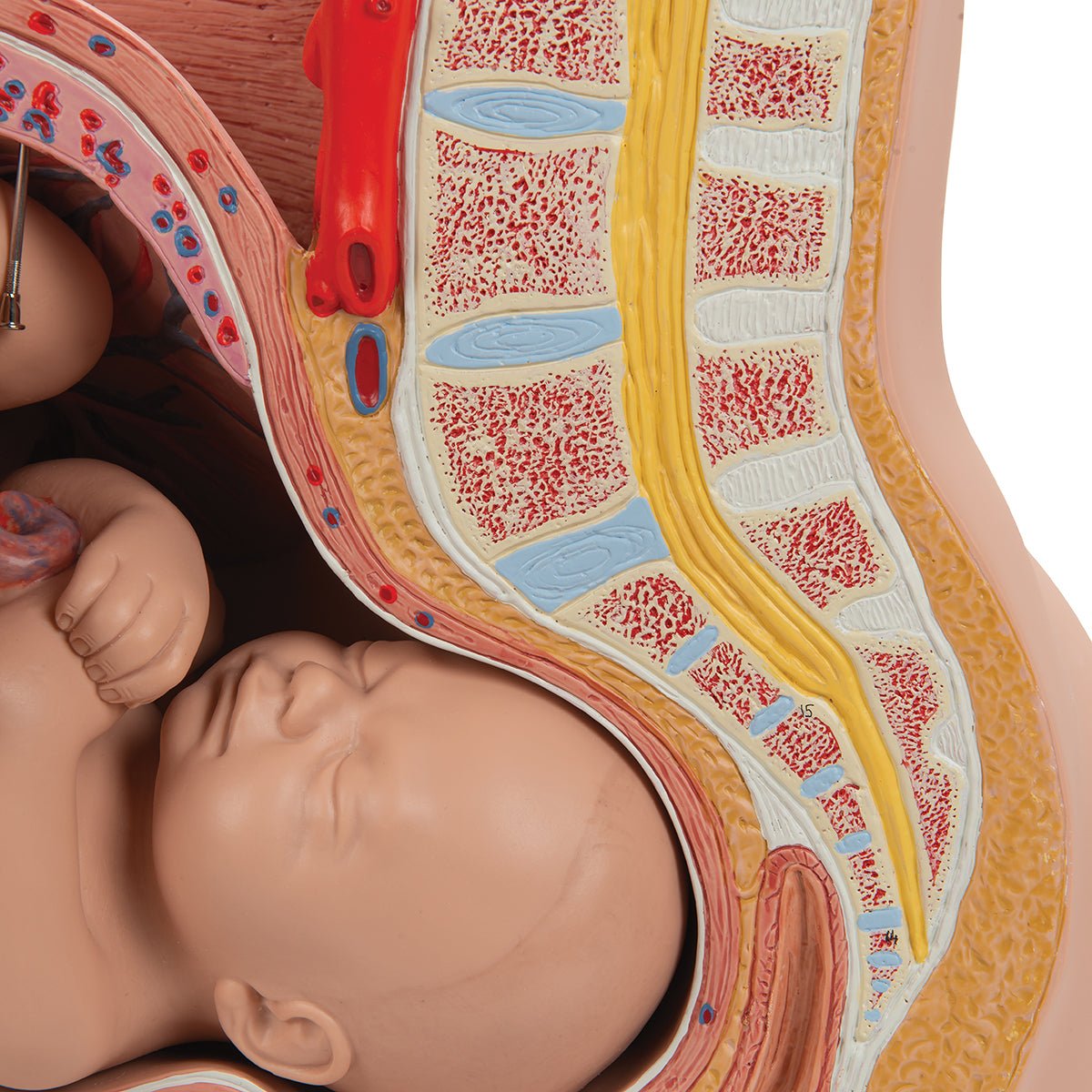 3-Part Deluxe Pregnancy Pelvis Model - Anatomical Educational Tool for Medical Students & Midwives | Ideal for Childbirth Education & Obstetric Training