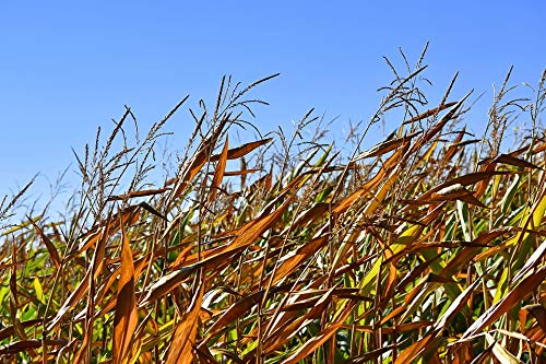 20x30 Inch Autumn Landscape Nature Air Corn Flask Laminated Poster - Vibrant Colors & Vivid Imagery - Perfect for Home Decor, Office Wall Art & Gift Giving