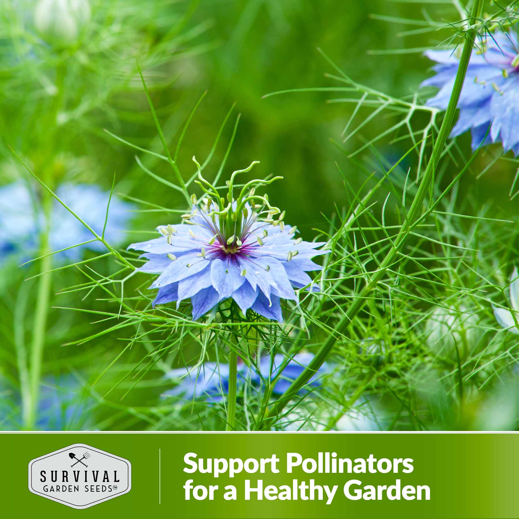 Organic Black Cumin Seeds (Nigella Sativa) - Premium Quality for Cooking, Tea & Natural Remedies - Perfect for Baking, Seasoning & Healthy Recipes
