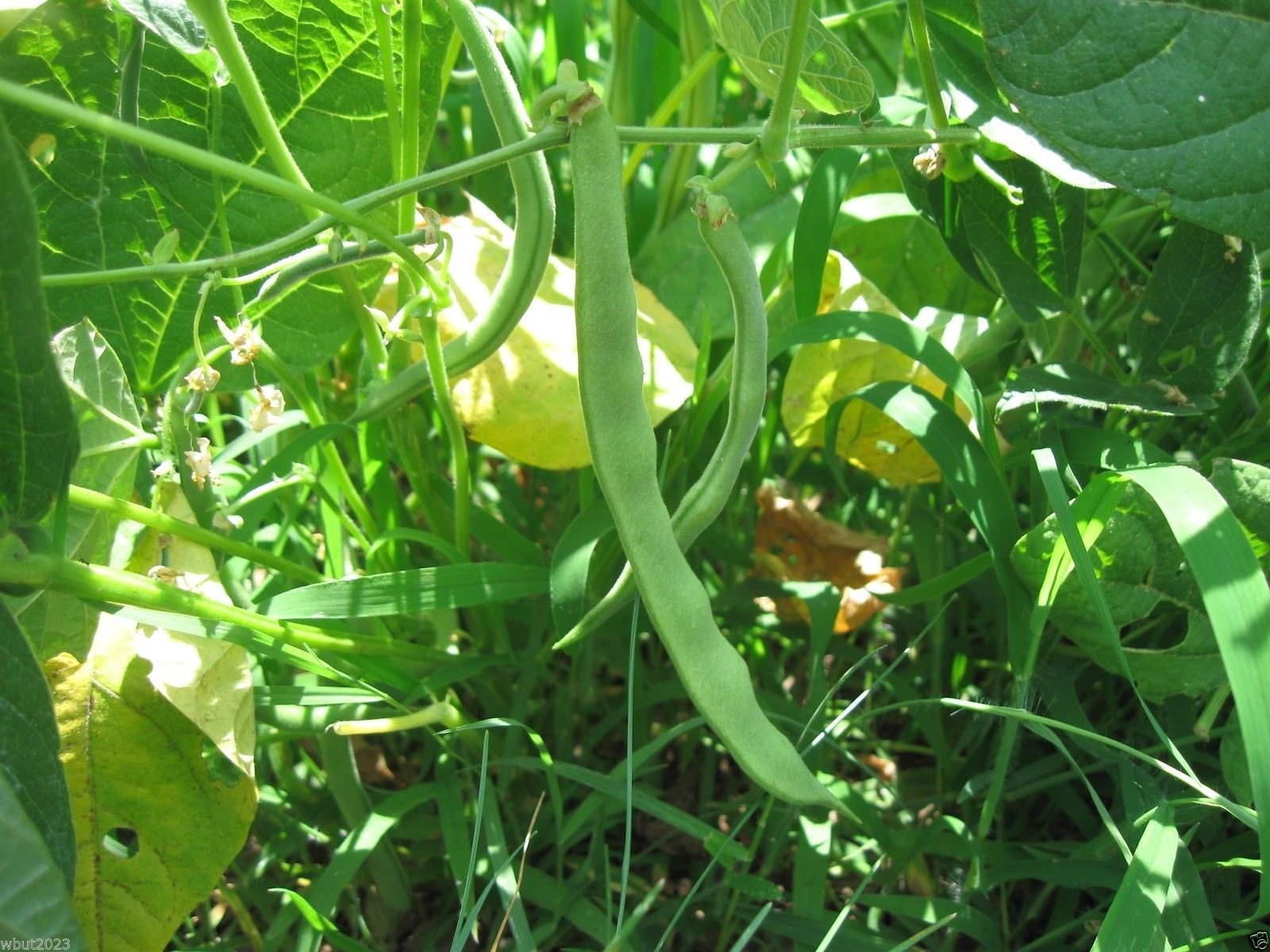 Organic Heirloom Kentucky Wonder 125 Bush Bean Seeds - Non-GMO, Fast Growing (40-45 Days) for Home Garden, Canning & Fresh Eating - Perfect for Vegetable Gardens, Urban Farming & Sustainable Agriculture