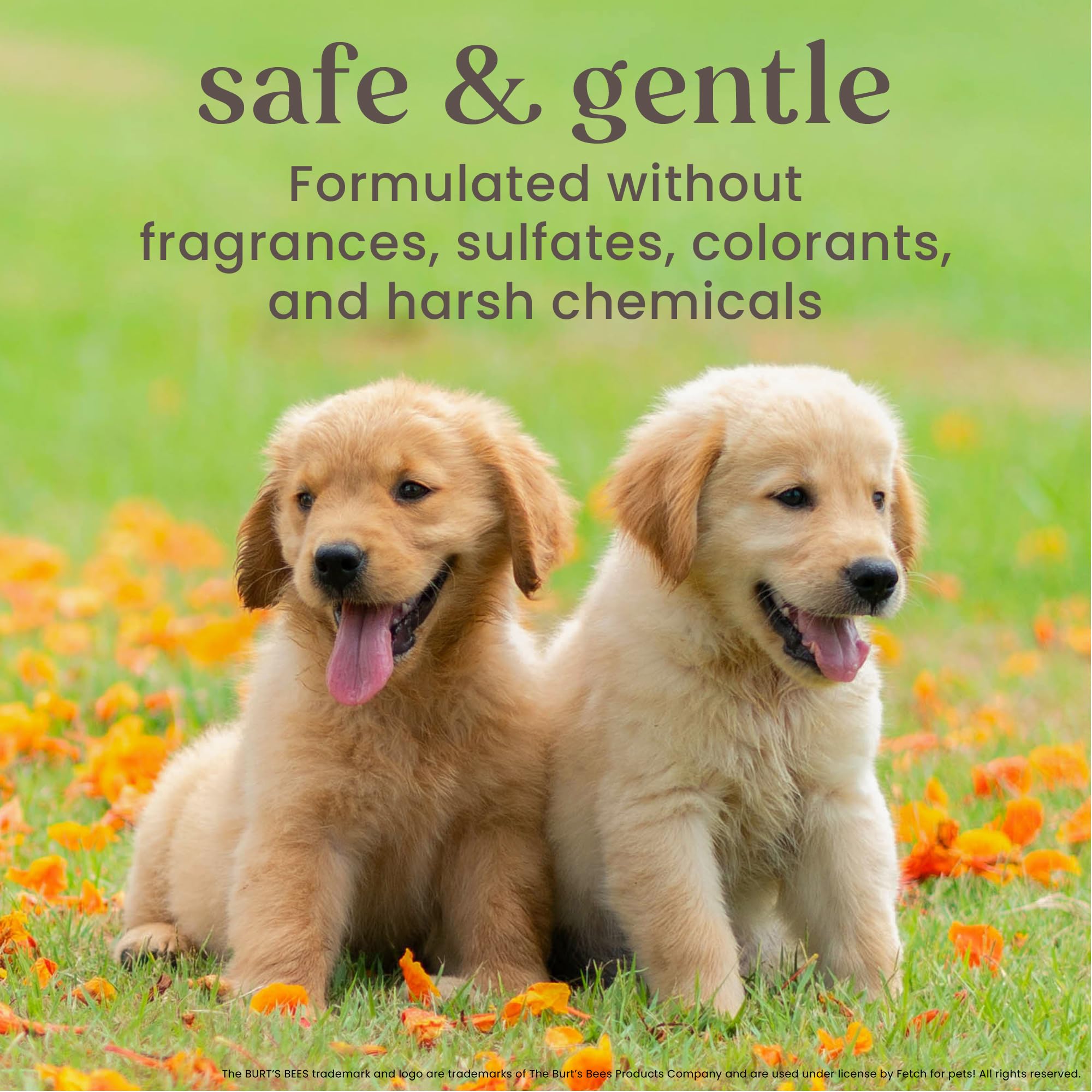 Burt's Bees for Pets Tearless Puppy 2-in-1 Shampoo & Conditioner with Buttermilk & Linseed Oil | 95% Natural Ingredients | Gentle Tear-Free Puppy Bath Solution | 16 oz | Perfect for Sensitive Skin & Regular Grooming