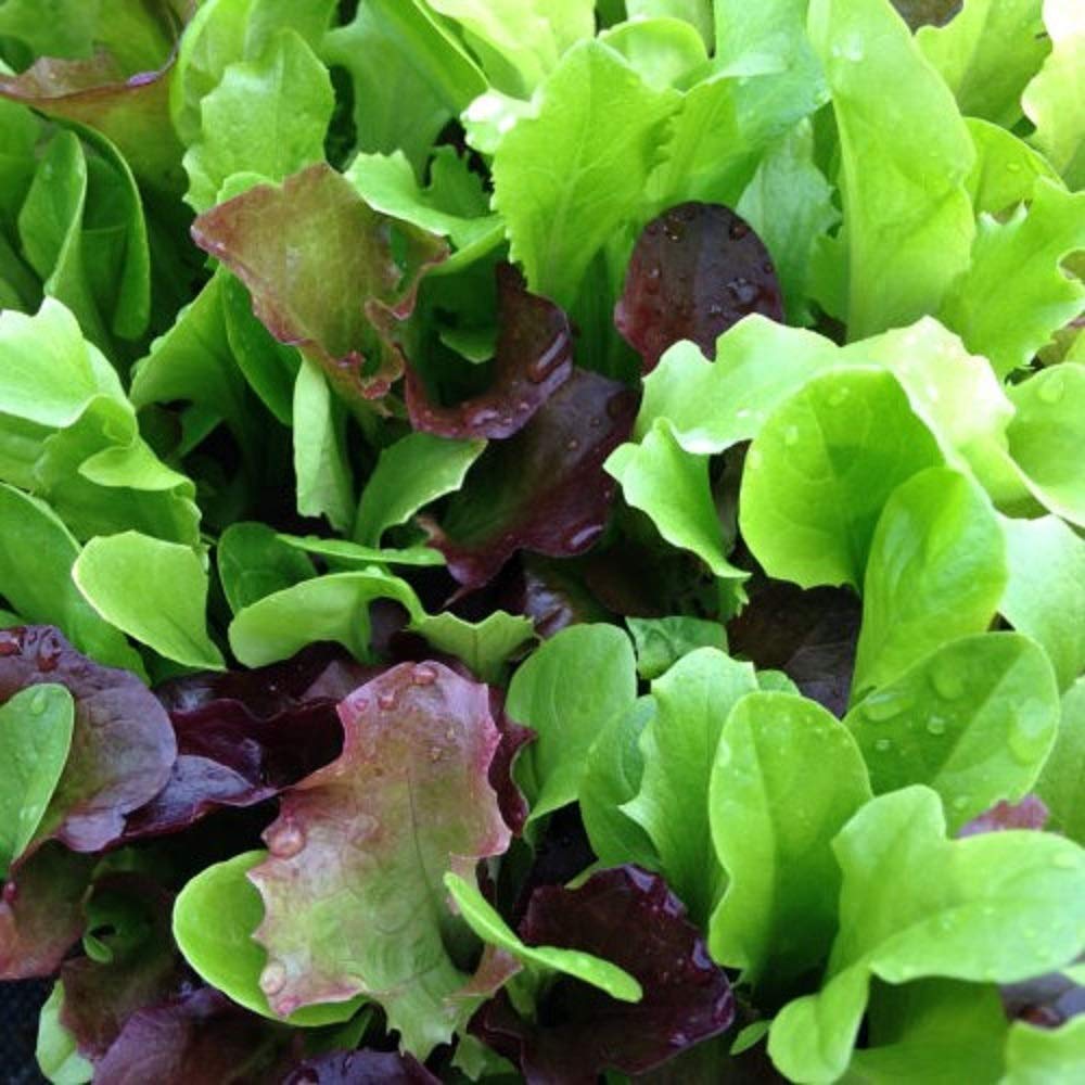 Mesclun Lettuce Seeds - Non-GMO Mixed Greens Pack for Salads & Dishes