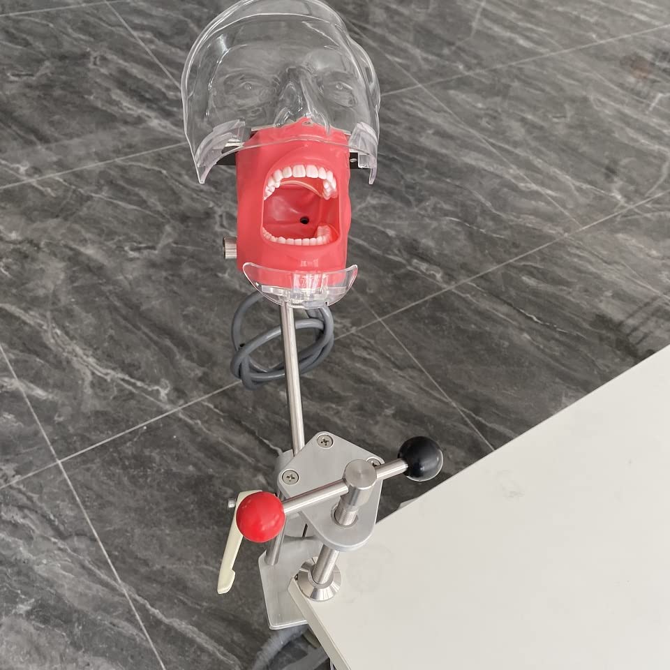 Professional Dental Simulator Head Model with Removable Teeth - Dental Training Manikin for Students & Dentists - Perfect for Dental Schools, Clinics & Home Practice (Desk-Mounted Design)