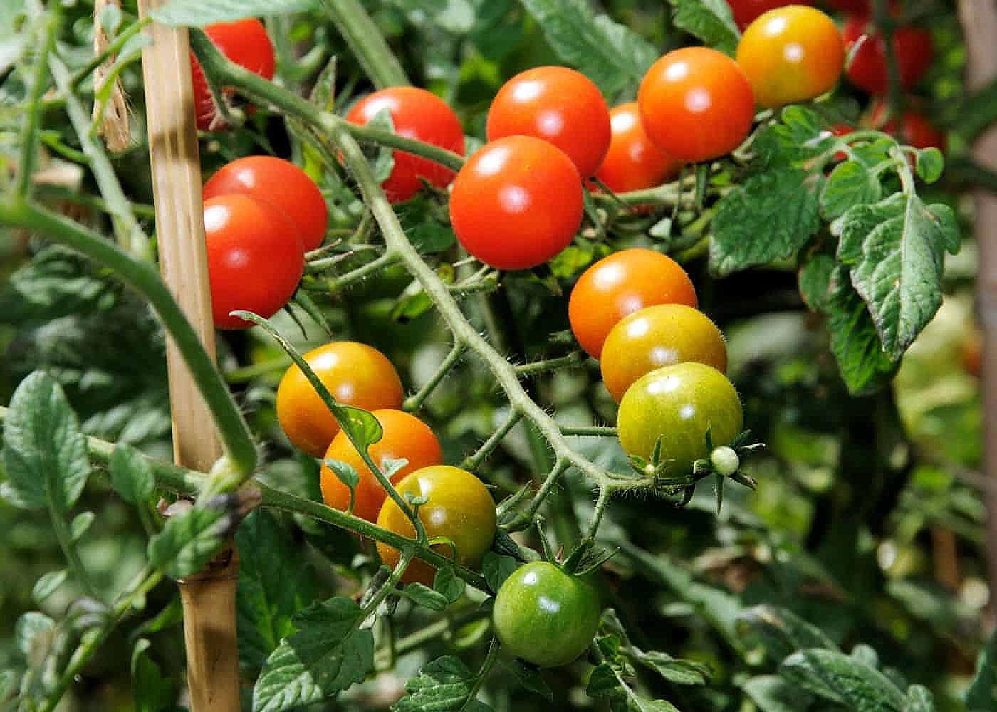Sweet Million Cherry Tomato Plant - 2.5