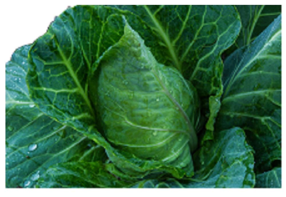 Non-GMO Vates Collard Greens Seeds - Heirloom Garden Vegetable (100 Seeds) - Perfect for Organic Gardening & Healthy Home Cooking