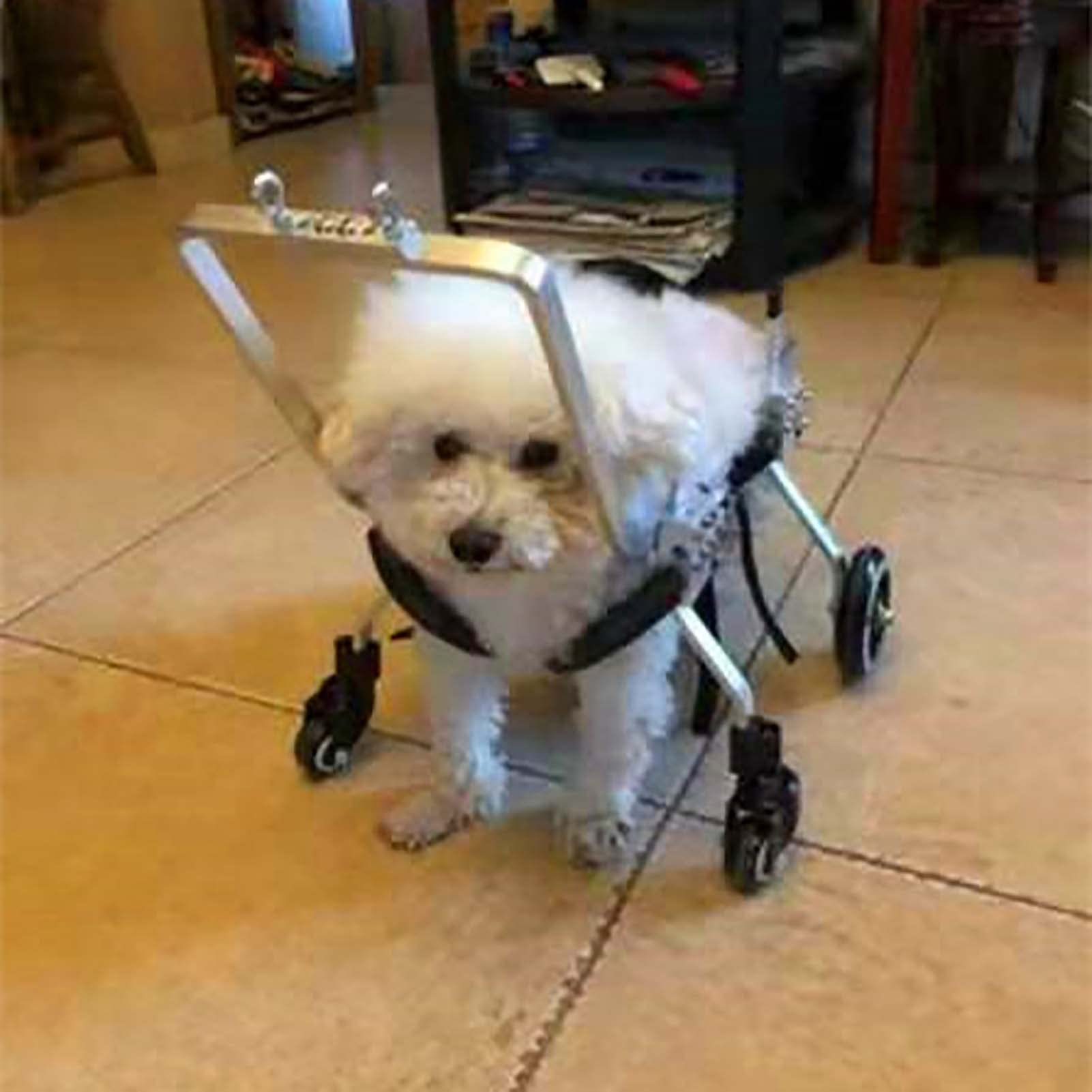 Pet Wheelchair for Disabled Dogs - Adjustable 4-Wheel Support for Front & Rear Limb Injuries - Mobility Aid for Paralyzed & Injured Pets - Ideal for Rehabilitation & Daily Use