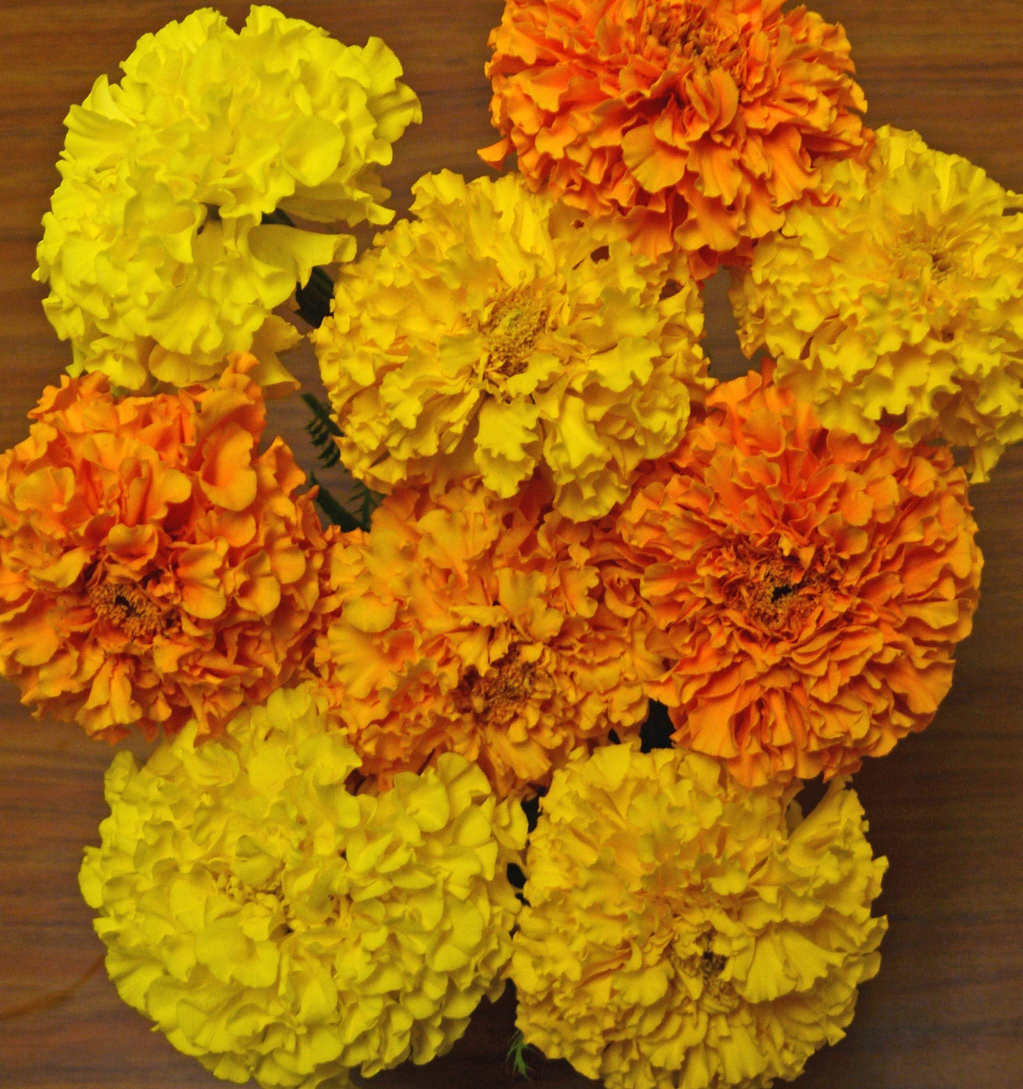 Marigold Cracker Jack Flower Seeds - 600 Count by Seed Kingdom for Beautiful Garden Beds, Borders & Containers | Perfect for Landscaping, Pollinator Gardens & Cut Flower Arrangements