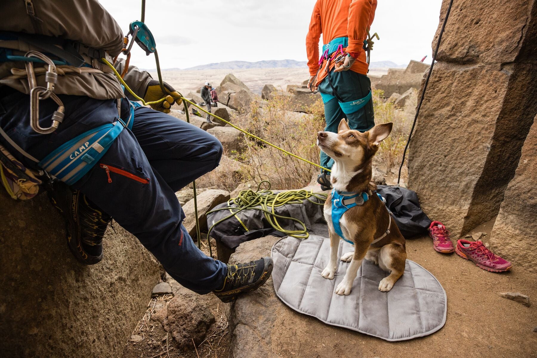 Ruffwear Flagline Harness® Multi-Use Dog Harness in Mint Green (Sage Green) - Adjustable Reflective Vest for Hiking, Running & Outdoor Adventures