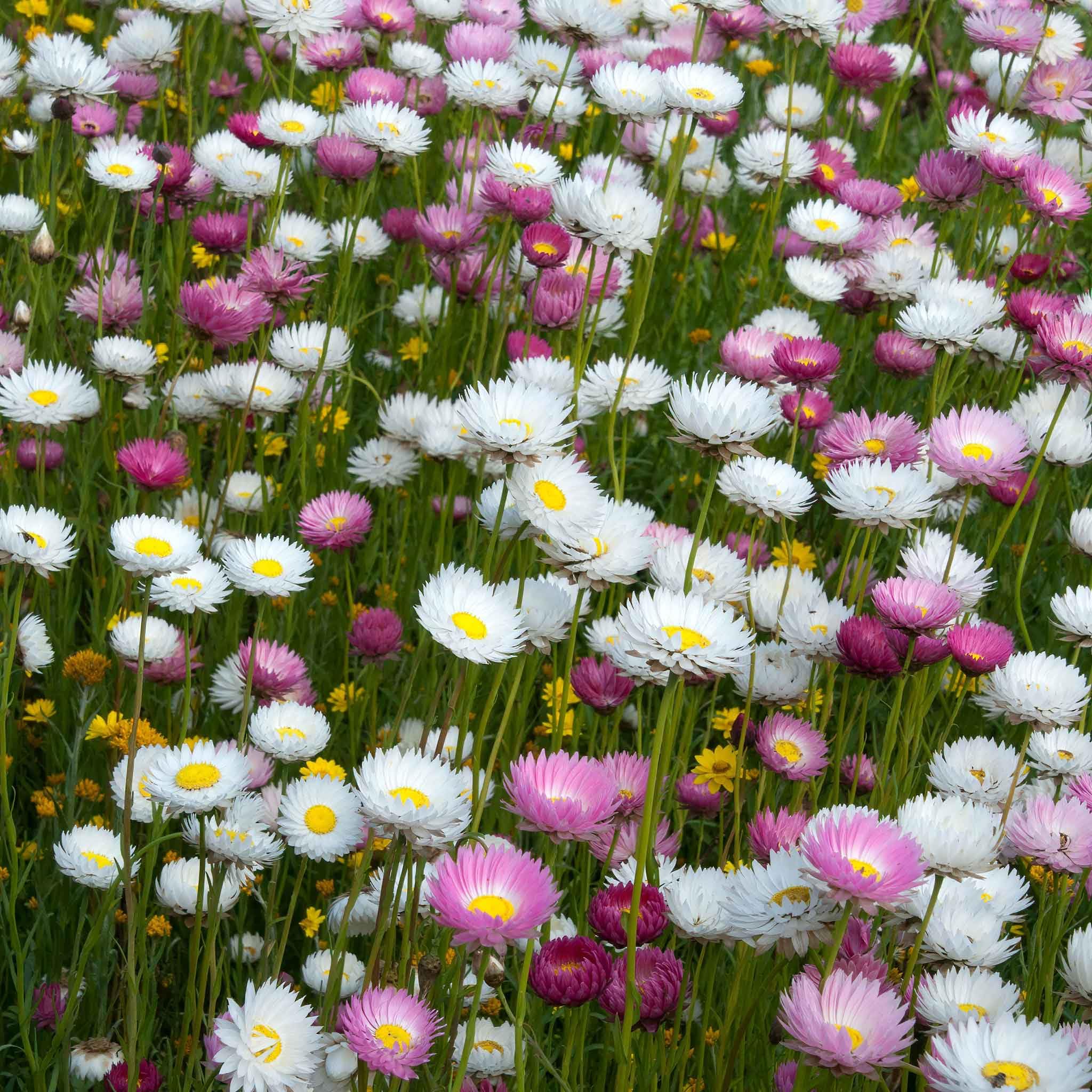 Eden Brothers Daisy Seeds (Paper) - Giant Flowered Mix for Planting | Beautiful Garden Flowers for Landscaping, Borders & Cut Flower Arrangements