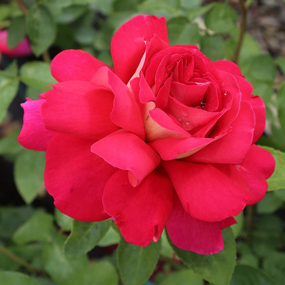 Flaming Peace Hybrid Tea Rose Bush - Live Heirloom Roses for Outdoor Planting | Perfect for Gardens, Landscaping & Gifts