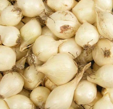 10 Sweet White Ebenezer Onion Bulbs for Planting - Grow Fresh, Mild Onions at Home | Perfect for Soups, Salads & Home Gardening