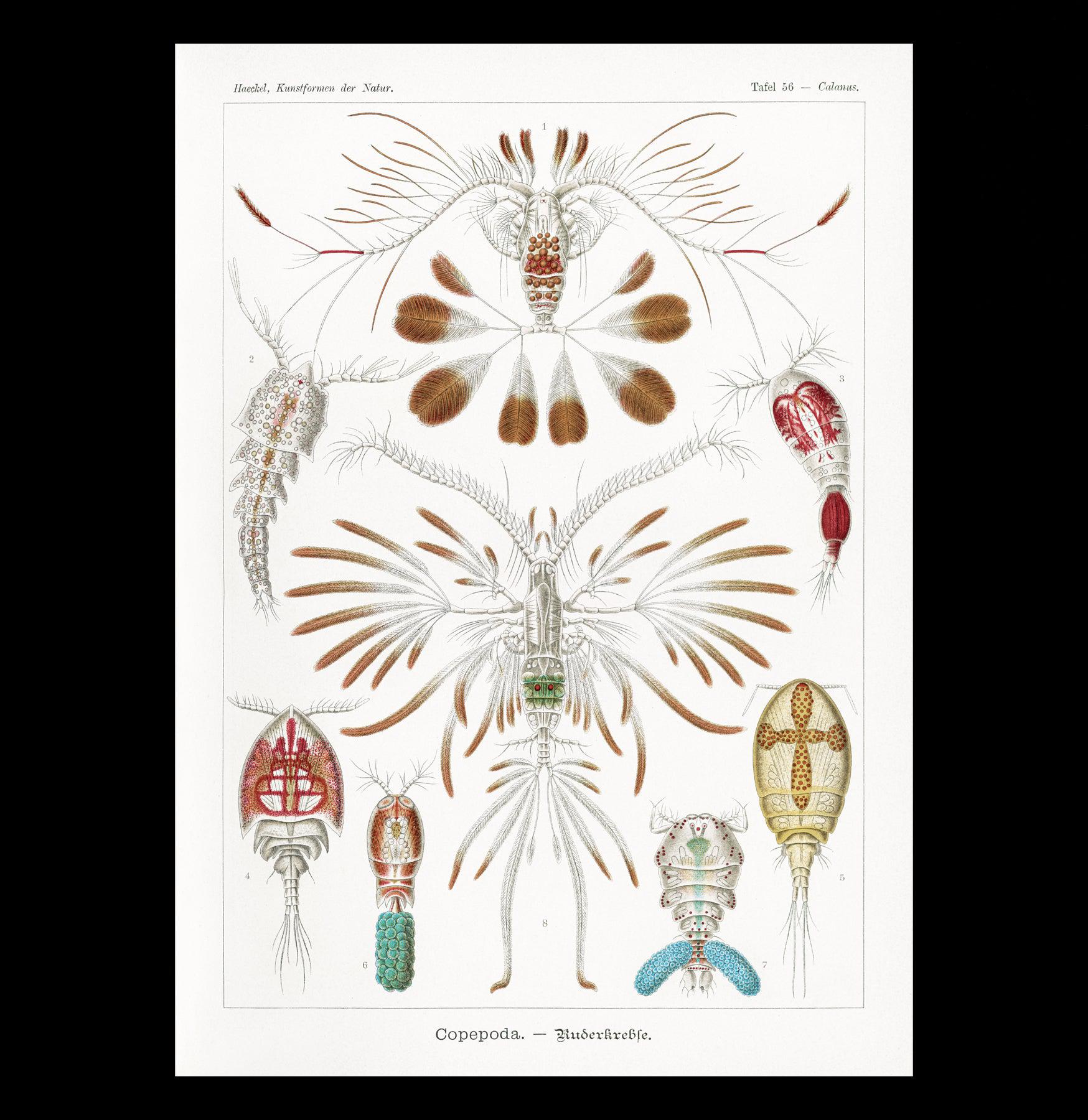 Copepoda Ruderkrebse by Ernst Haeckel - Premium Canvas Art Print for Home & Office Decor | Marine Biology Wall Art | Scientific Illustration Gift
