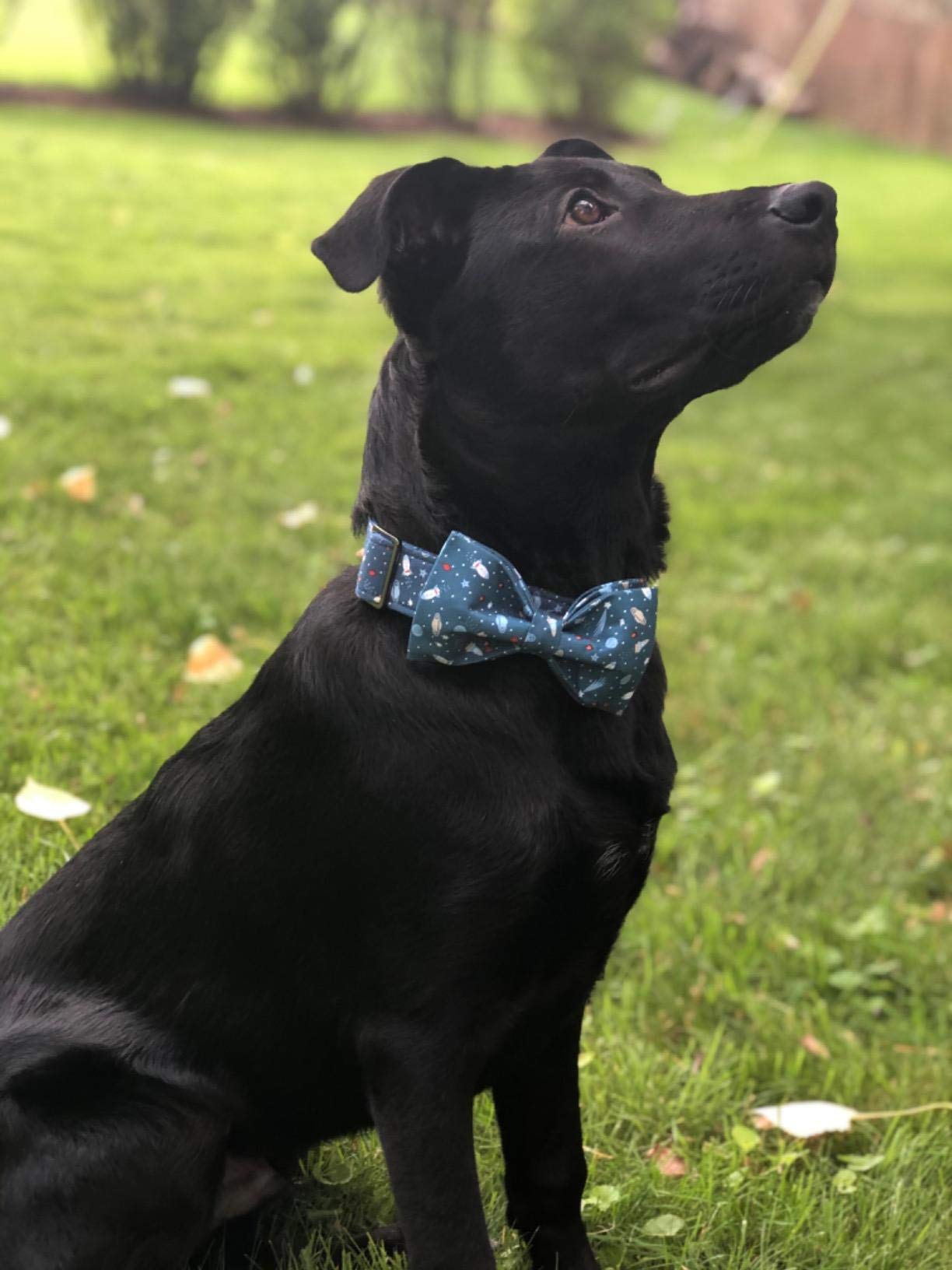 Elegant Bow Tie Dog Collar with Adjustable Cotton & Webbing - Perfect for Small, Medium & Large Dogs | Wedding, Party & Daily Walk Accessories