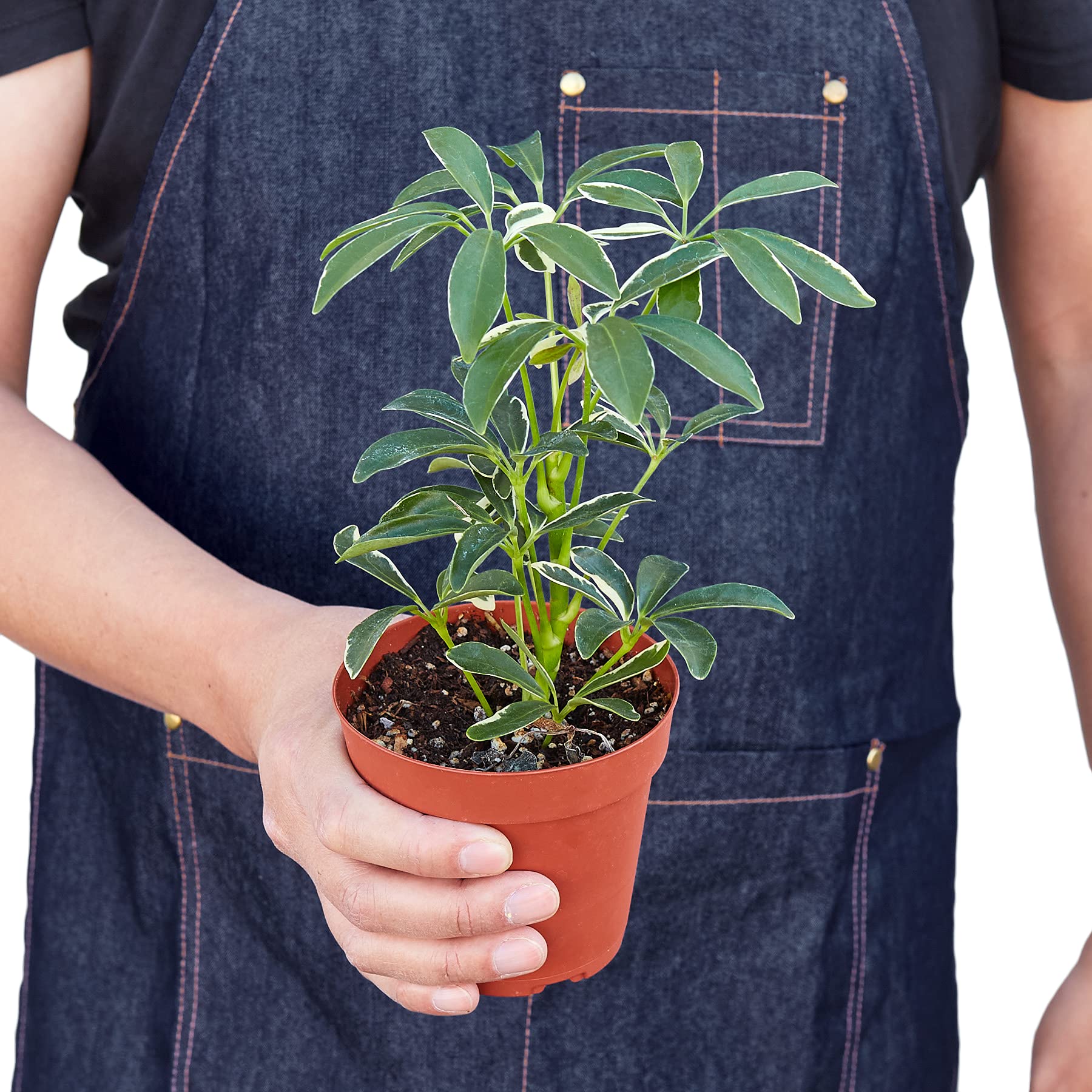 Schefflera Arboricola 'Moondrop' - 4