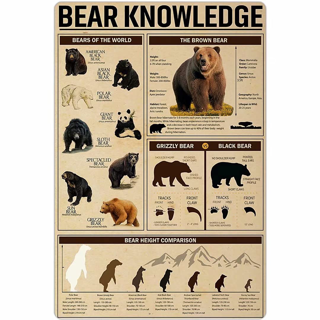 Bear Anatomy Educational Poster - 12x16 Inch Science Wall Art for Kids Room, Classroom & Home Decor - Perfect for Learning & Nursery Decorations