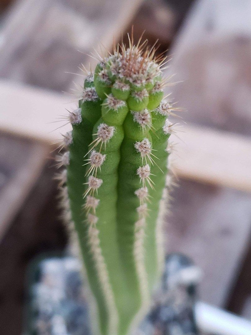 Yungasocereus Inquisivensis Cactus - Rare Live Plant (10-12 Inches) for Desert Gardens & Succulent Collections