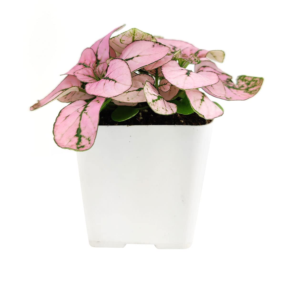 Hypoestes Phyllostachya Pink Splash Plant - 4 Inch Live Houseplant with Vibrant Pink Foliage | Low Maintenance Indoor Plant for Home, Office Decor | Perfect for Tabletops, Shelves & Gift Giving