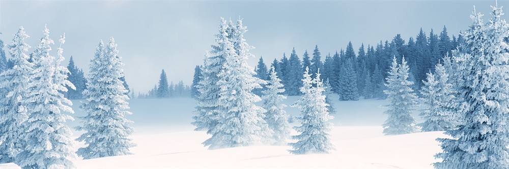 Peel & Stick Wall Mural - Fresh Snow On Pine Trees Taos (48x16 Inches) - Removable Self-Adhesive Wallpaper for Bedroom, Living Room & Office Decor