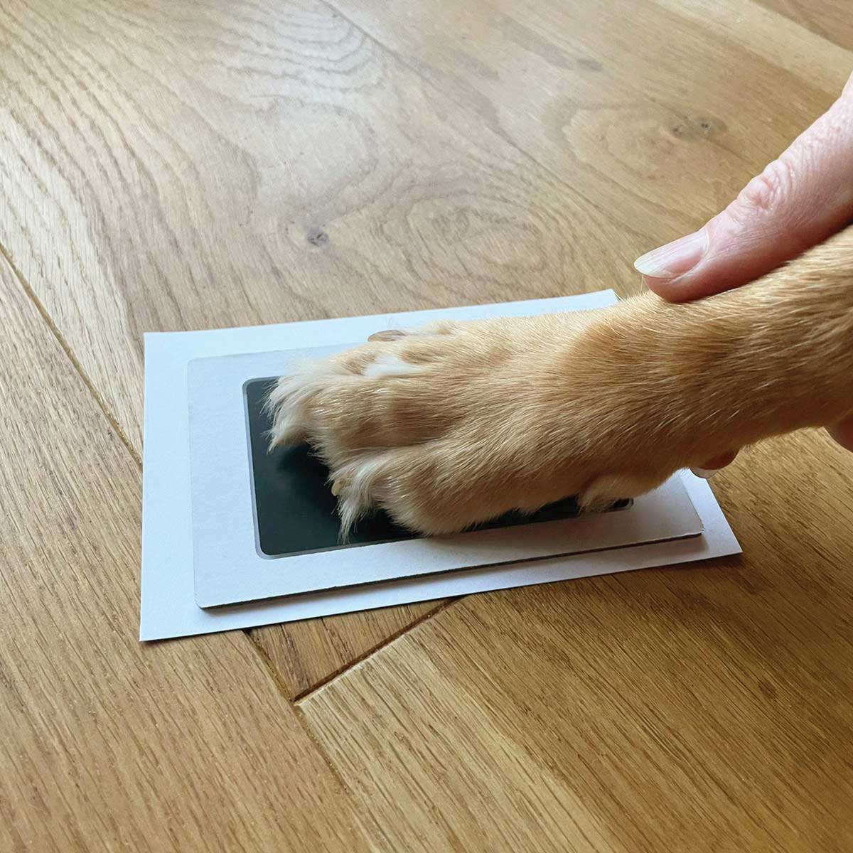 Pet Safe Non-Toxic Paw Print Ink Pad Kit for Dogs & Cats - DIY Pet Paw Print Keepsake, Crafting, and Memory Making