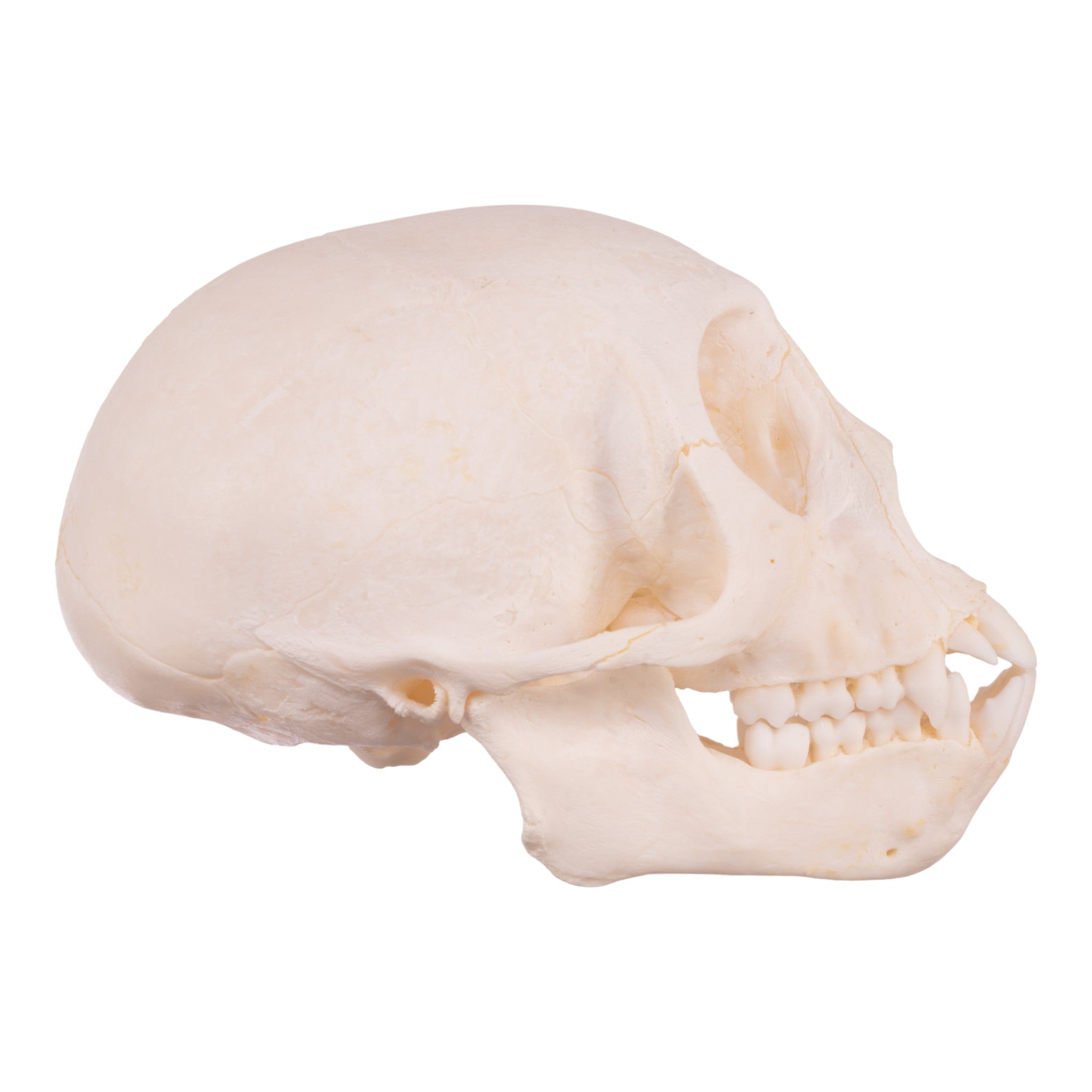 Authentic Vervet Monkey Skull - Adolescent Specimen for Collectors, Anthropology Study & Gothic Decor | Rare Primitive Animal Skull for Taxidermy, Science Education & Oddity Display