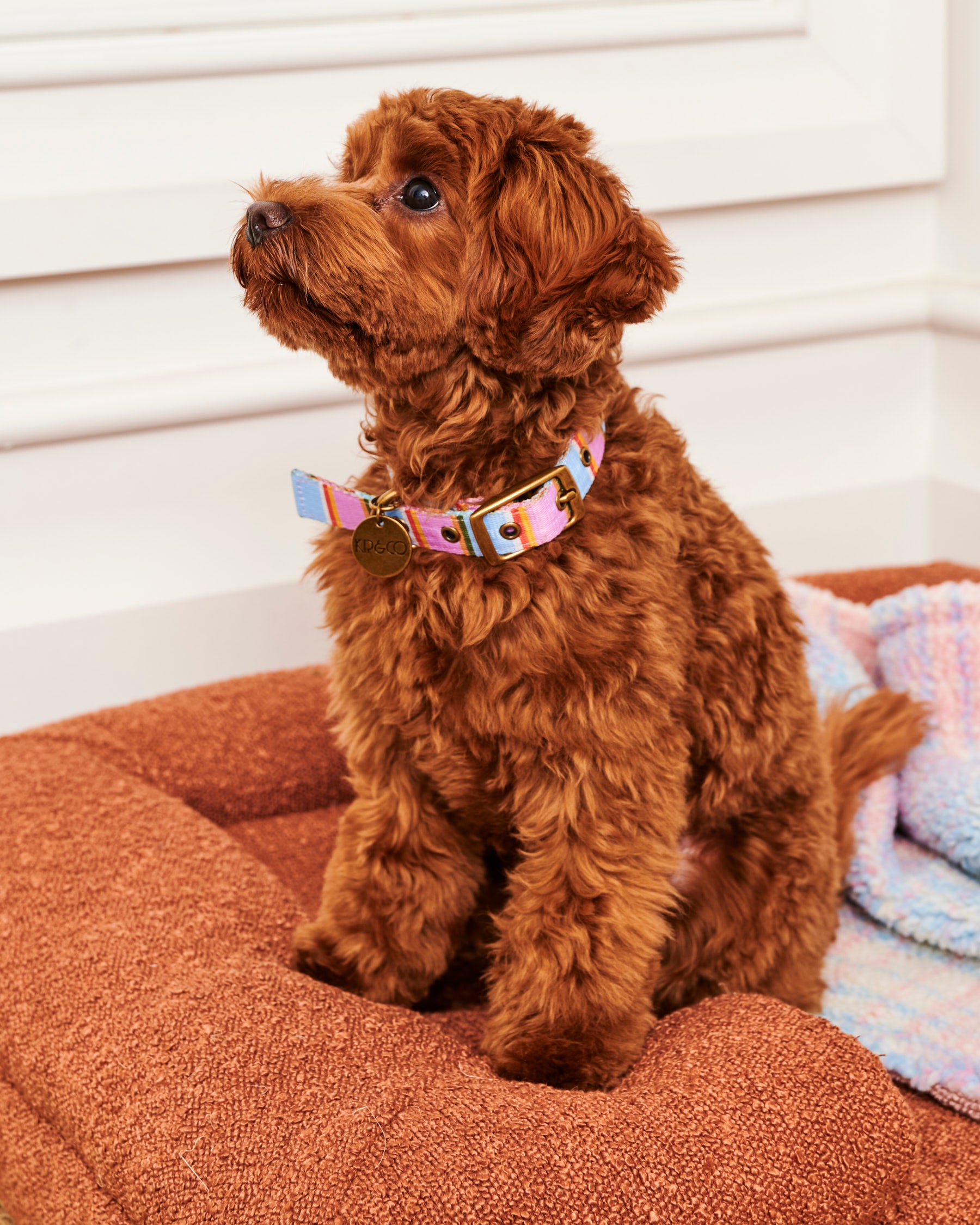 Premium Fez Stripe Dog Collar - Adjustable Nylon Pet Collar with Quick-Release Buckle for Small Medium Large Dogs - Perfect for Daily Walks, Training & Outdoor Adventures