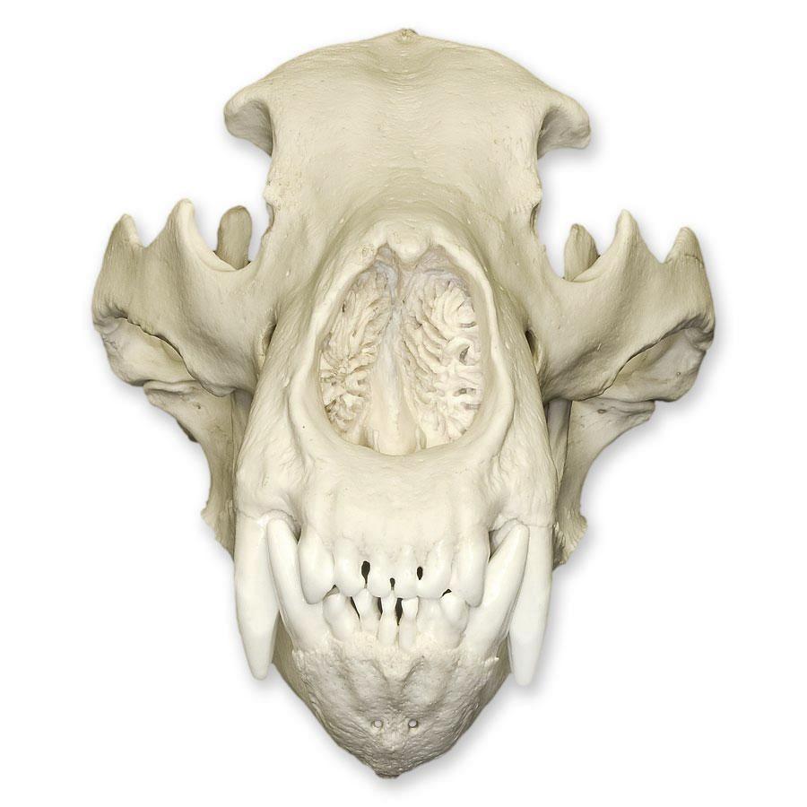 Authentic Replica Kodiak Grizzly Bear Skull - Lifelike Decoration for Home, Office, or Hunting Lodge - Perfect for Halloween, Taxidermy Displays & Wilderness Themed Decor