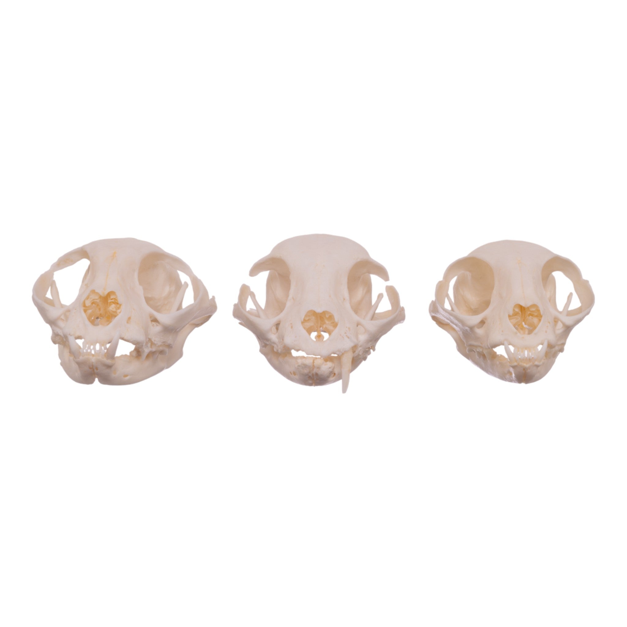 Authentic Domestic Cat Skull Specimen - Missing Teeth (Single Piece) - Perfect for Veterinary Studies, Oddity Collections & Gothic Decor