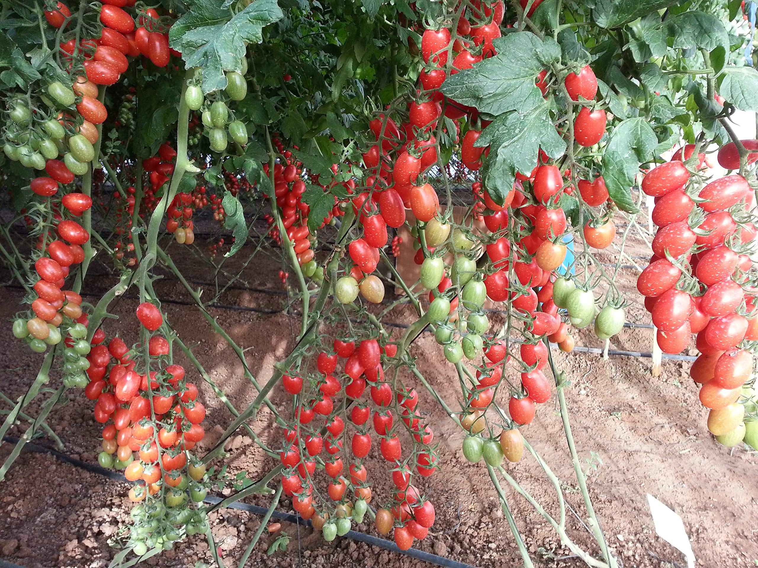 Organic Red Vine Tomato Seeds - Non-GMO Heirloom Variety for Home Garden (50 Seeds) - Perfect for Fresh Salads, Sauces & Canning