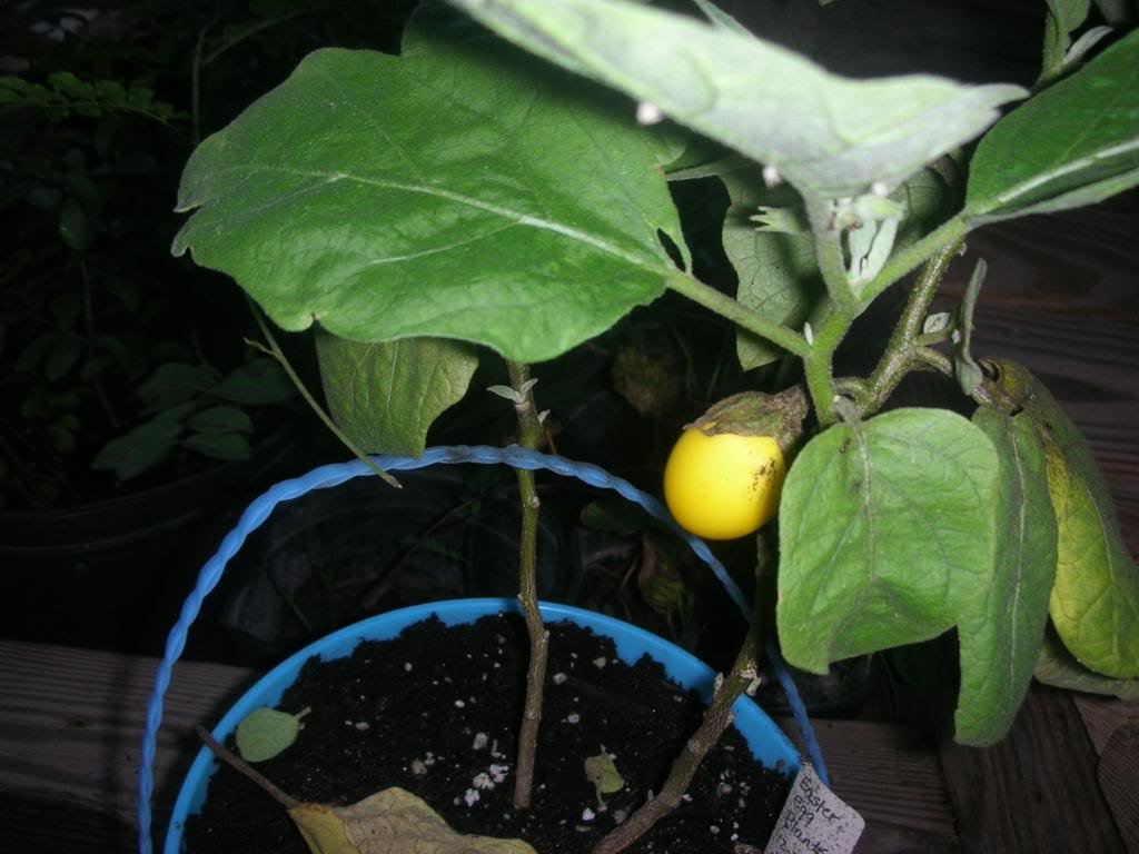 30 Easter Egg Plant Seeds (Solanum Ovigerum) - Ornamental Eggplant for Home Garden, Easter Decor & Unique Gifts - Perfect for Indoor Pots, Outdoor Planting & Holiday Displays