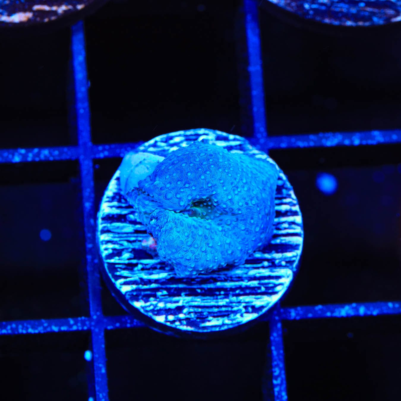 Premium Blue Mushroom Coral for Saltwater Aquariums - Vibrant Live Coral for Reef Tanks & Marine Ecosystems (Perfect for Beginners & Advanced Hobbyists)