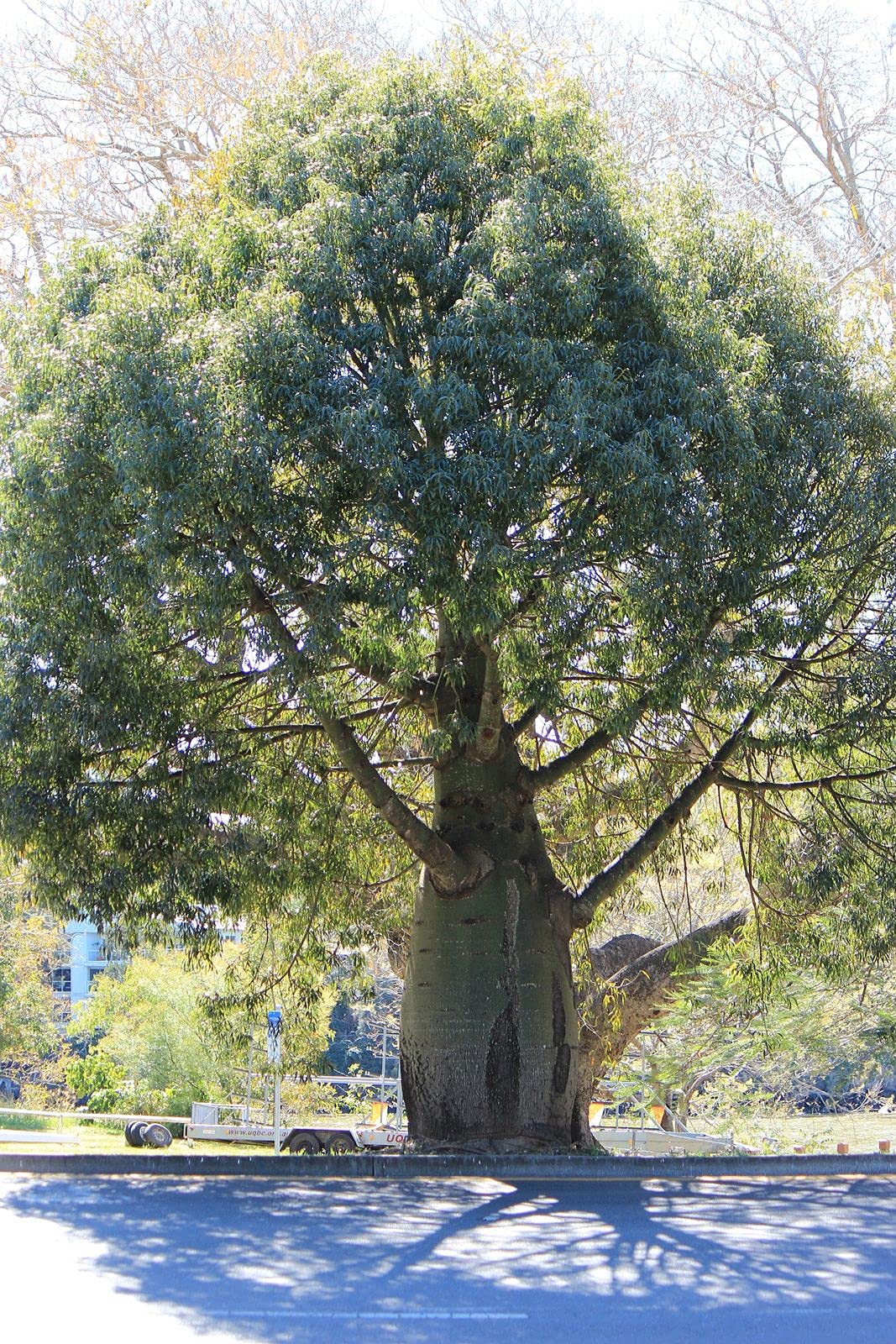 Brachychiton Rupestris - Queensland Bottle Tree Live Plant in 3 Gallon Pot | Rare Ornamental Tree for Landscaping & Drought-Tolerant Gardens | Perfect for Xeriscaping and Unique Home Decor