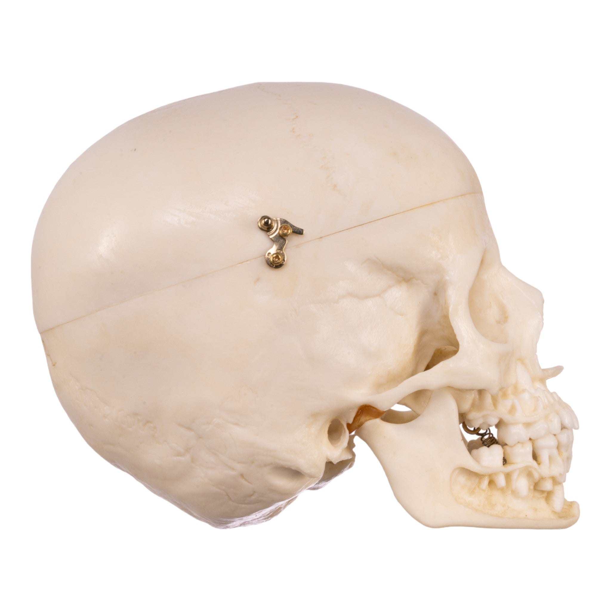 Authentic Replica Human Child Skull - 6 Year Old with Detailed Exposed Dentition for Medical Study, Anatomy Education, and Halloween Decorations