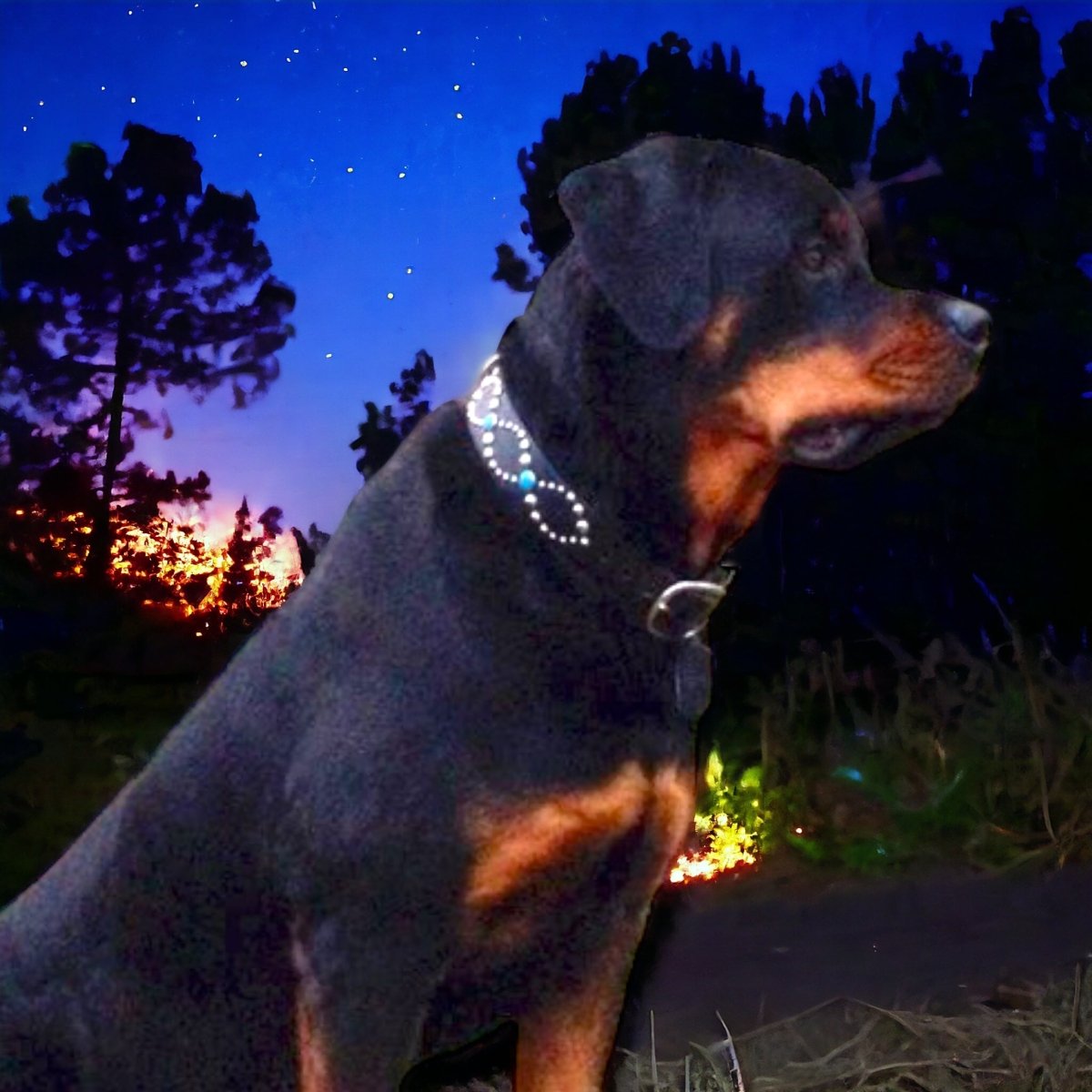 Premium Helix Leather Dog Collar - Adjustable & Durable for Small, Medium & Large Dogs - Perfect for Training, Walks & Outdoor Adventures