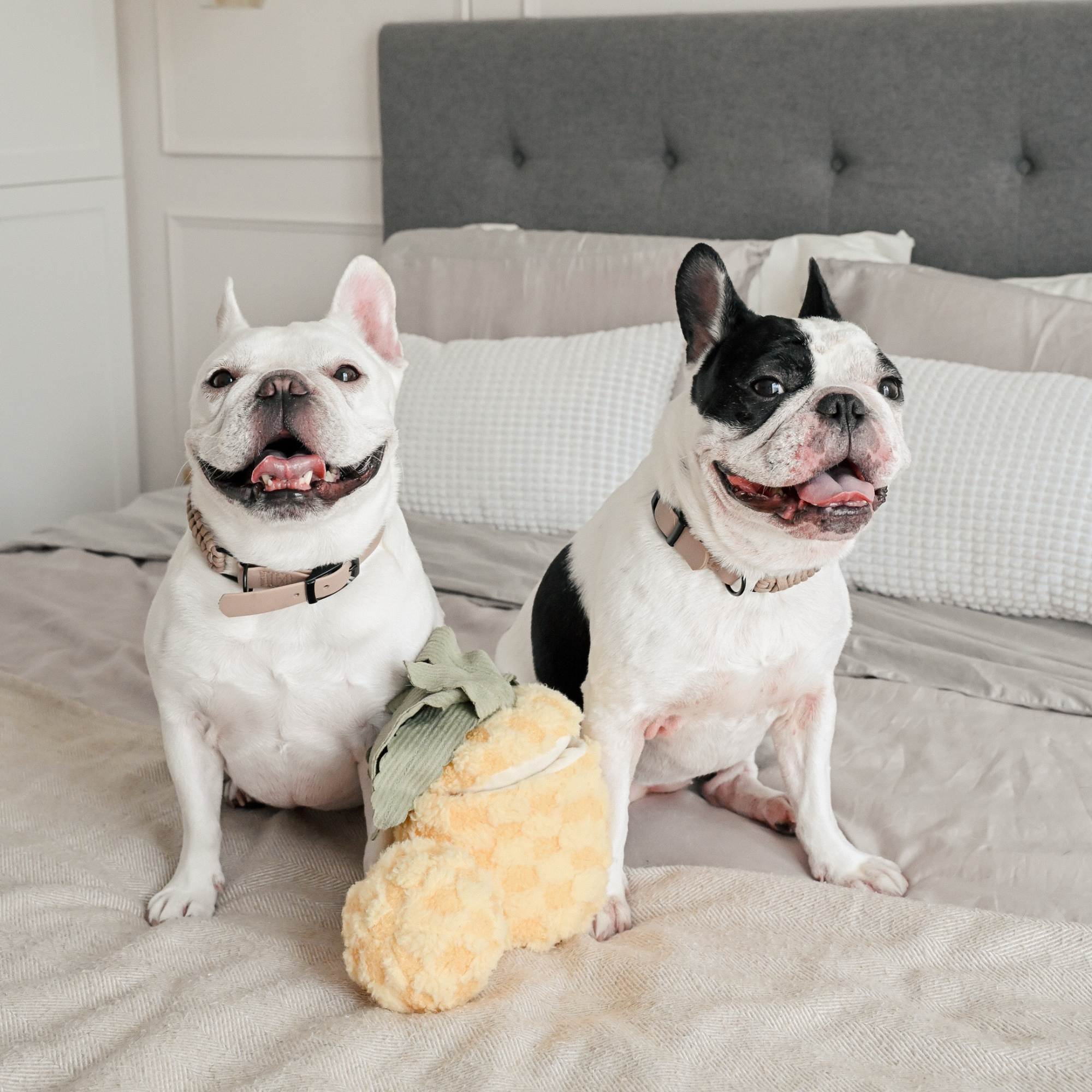Pineapple Pop - Refreshing Pineapple Flavored Soda | Perfect for Summer BBQs, Pool Parties & Picnics