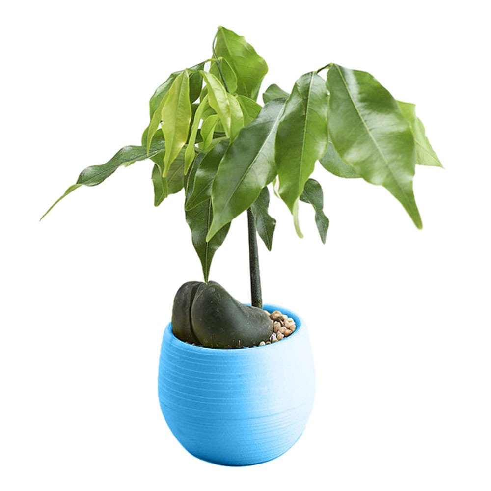 Colorful Mini Round Plastic Flower Pots - Small Decorative Planters for Home & Office - Glass Vase for Succulents, Herbs & Fresh Flowers (Blue, 1-Pack) - Perfect for Windowsills, Desks & Shelf Decor